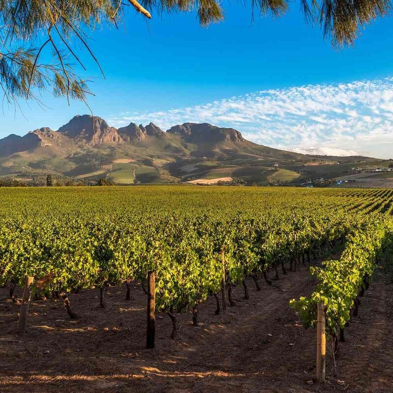 Binology 103: South Africa Wines May 24th 5-6:30pm