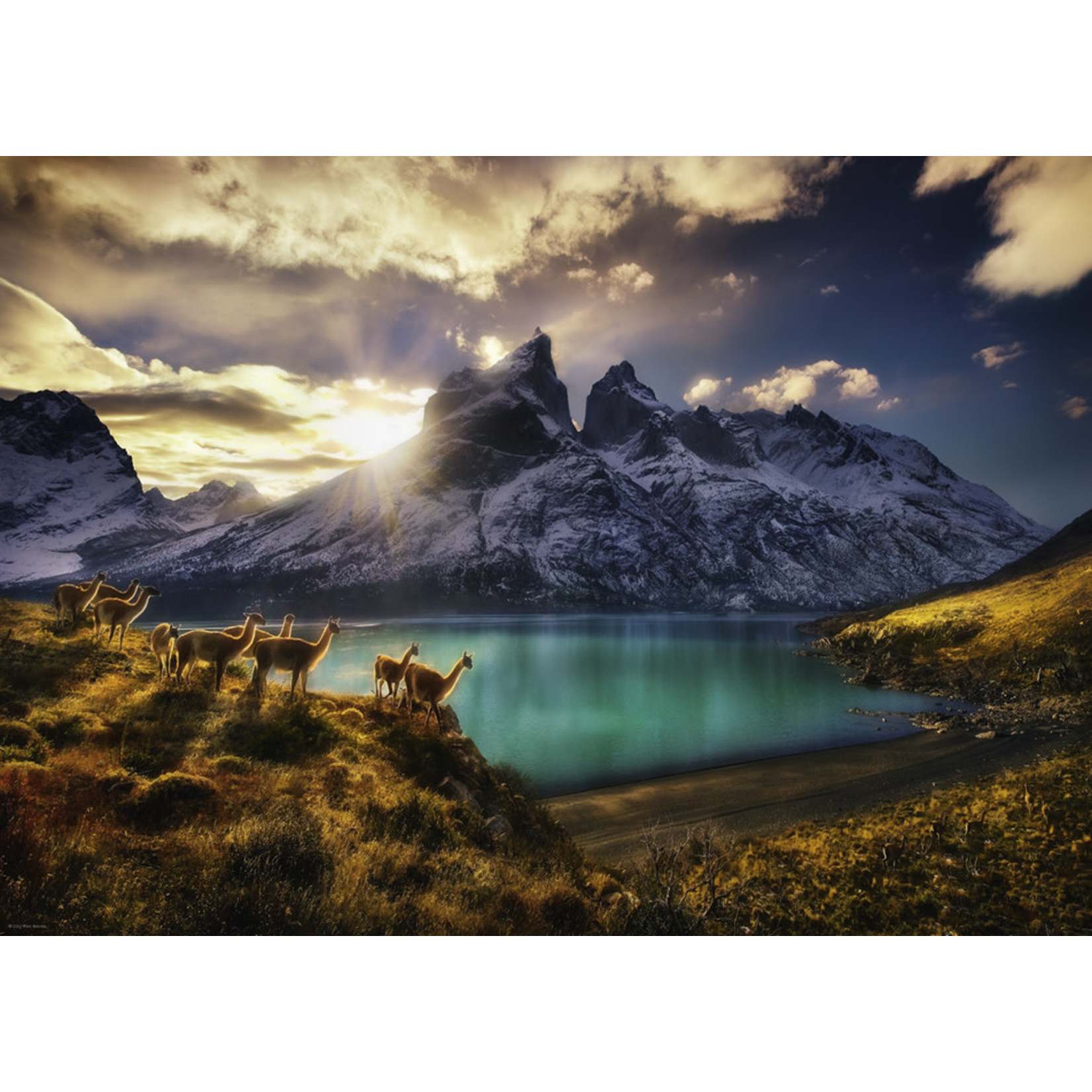 Heye Edition AVH - Guanacos 1000 Piece Puzzle