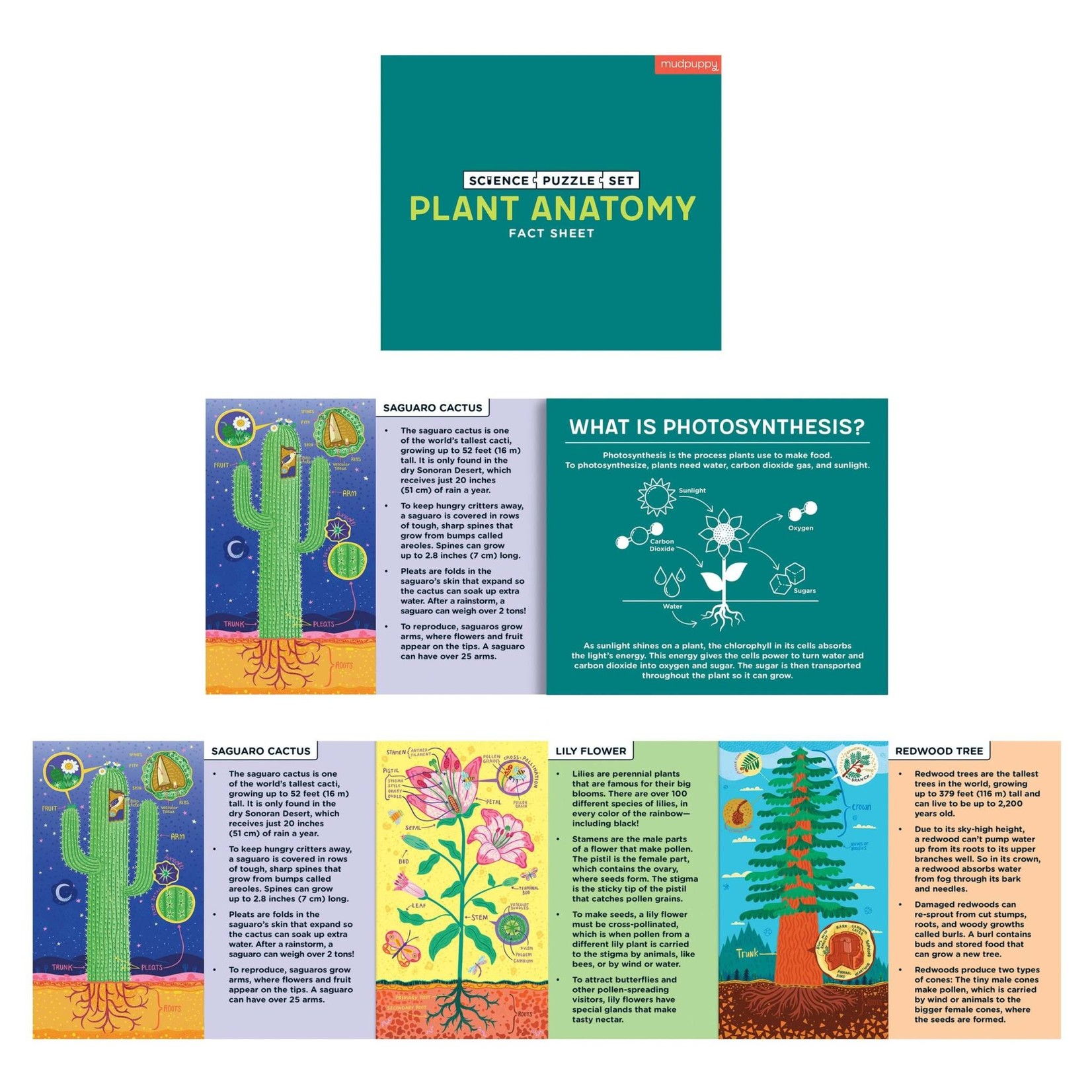Mudpuppy Science Puzzle Set - Plant Anatomy 100 Pieces