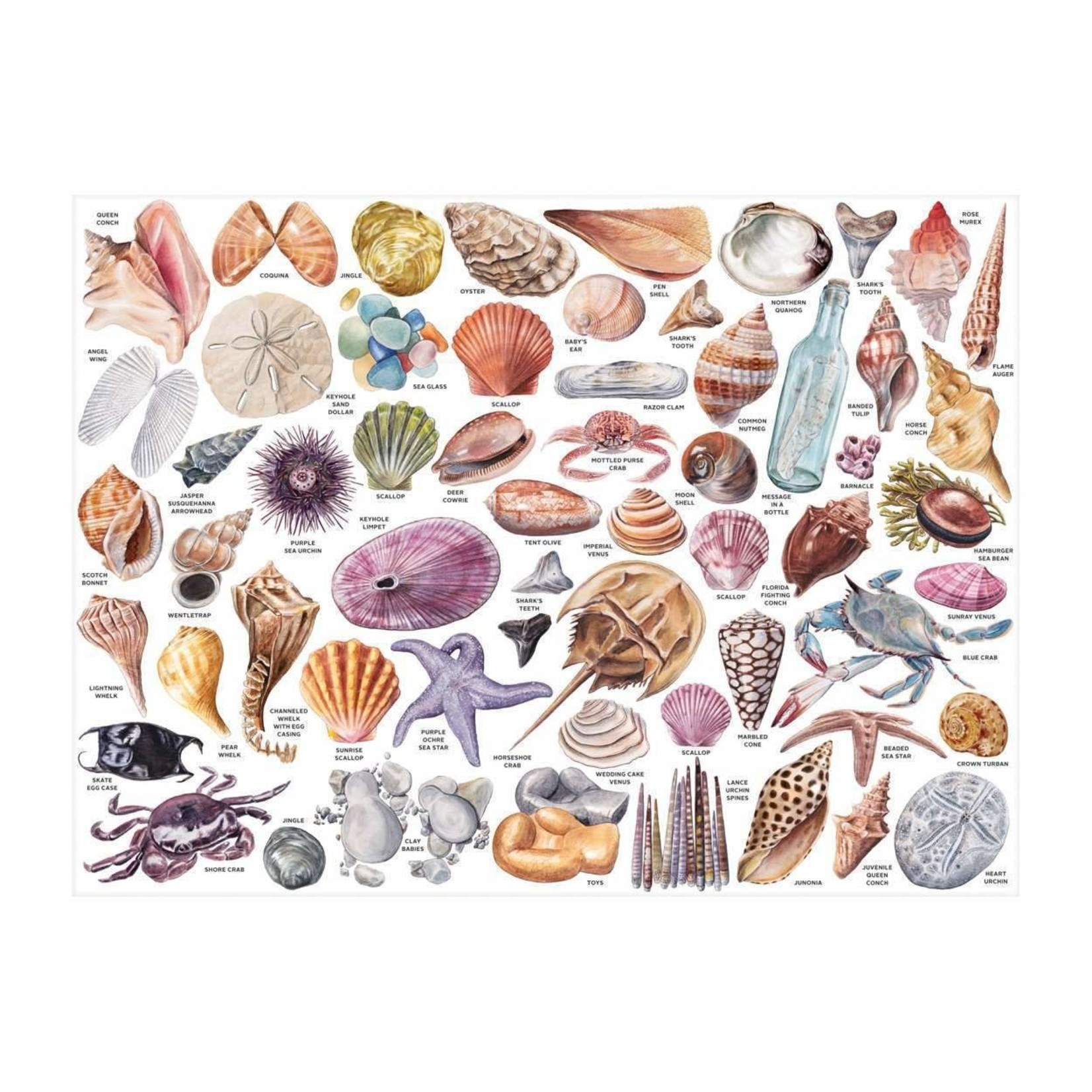 galison Beachcomber's Companion, The 1000 Piece Jigsaw Puzzle With Shaped Pieces