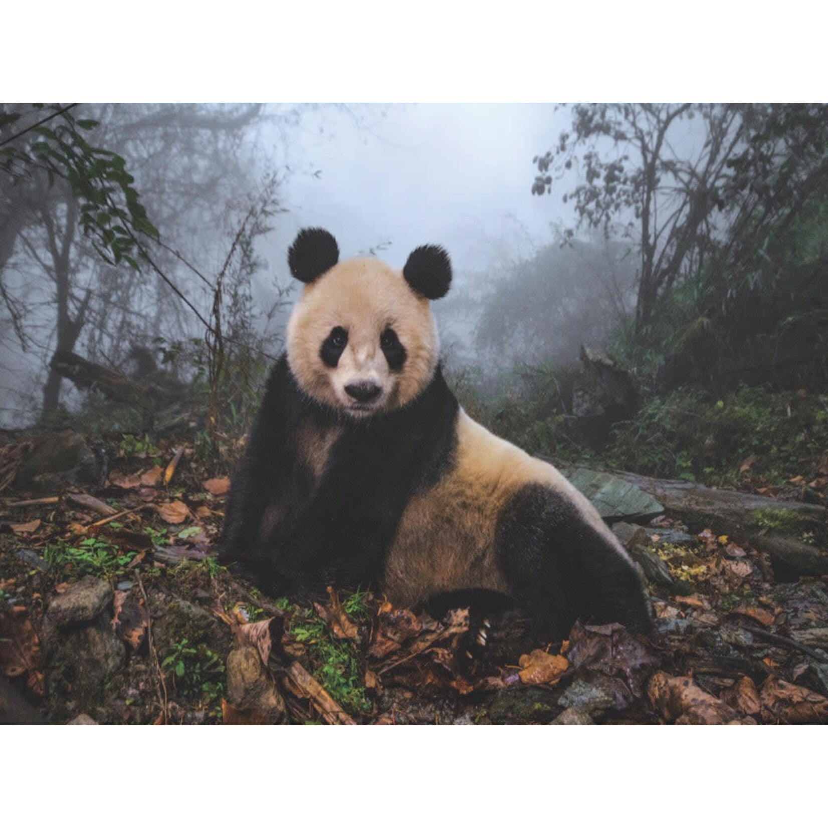 New York Puzzle Co National Geographic - Giant Panda 1000 Piece Puzzle