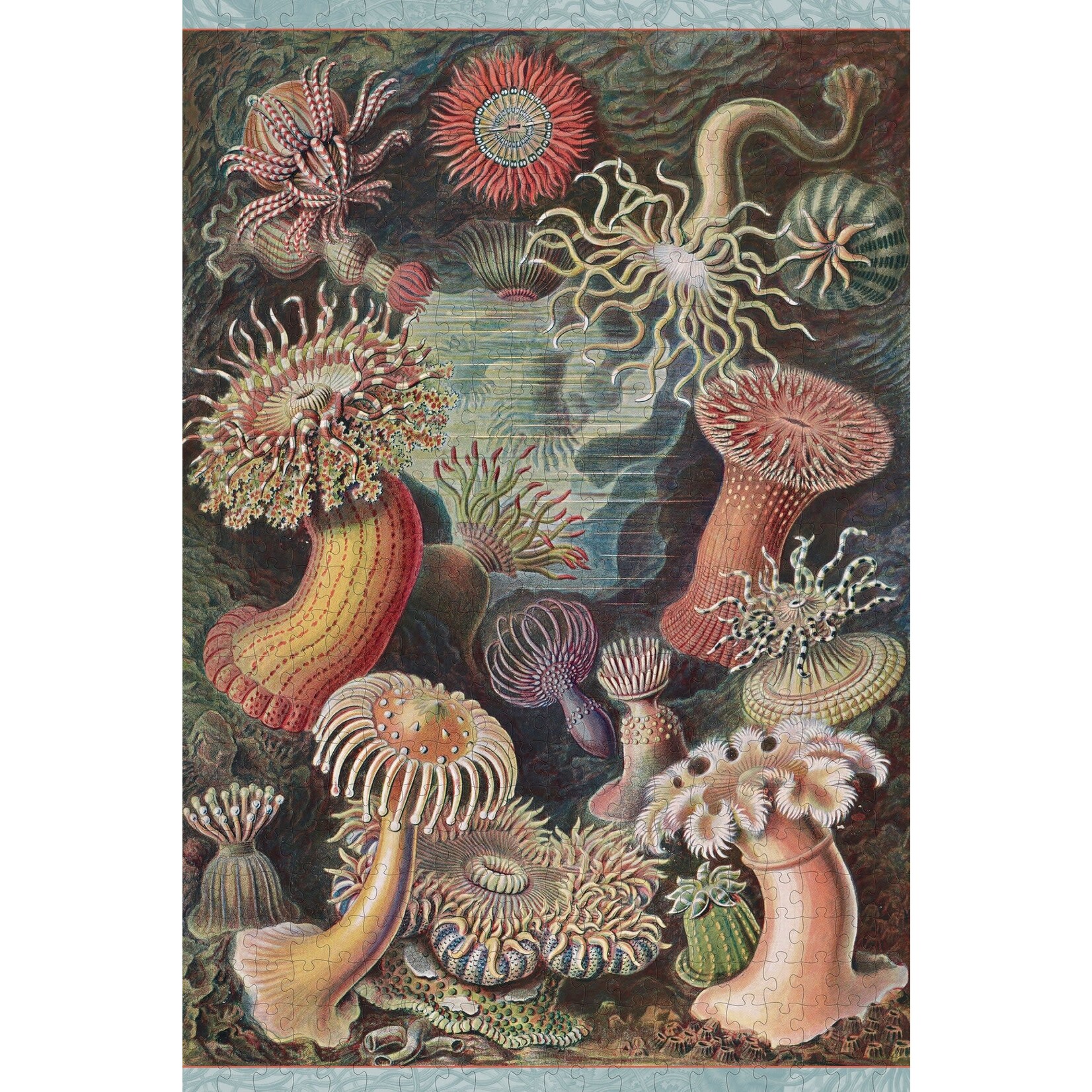 Pomegranate Ernst Haeckel: Sea Anemones 500-Piece Jigsaw Puzzle