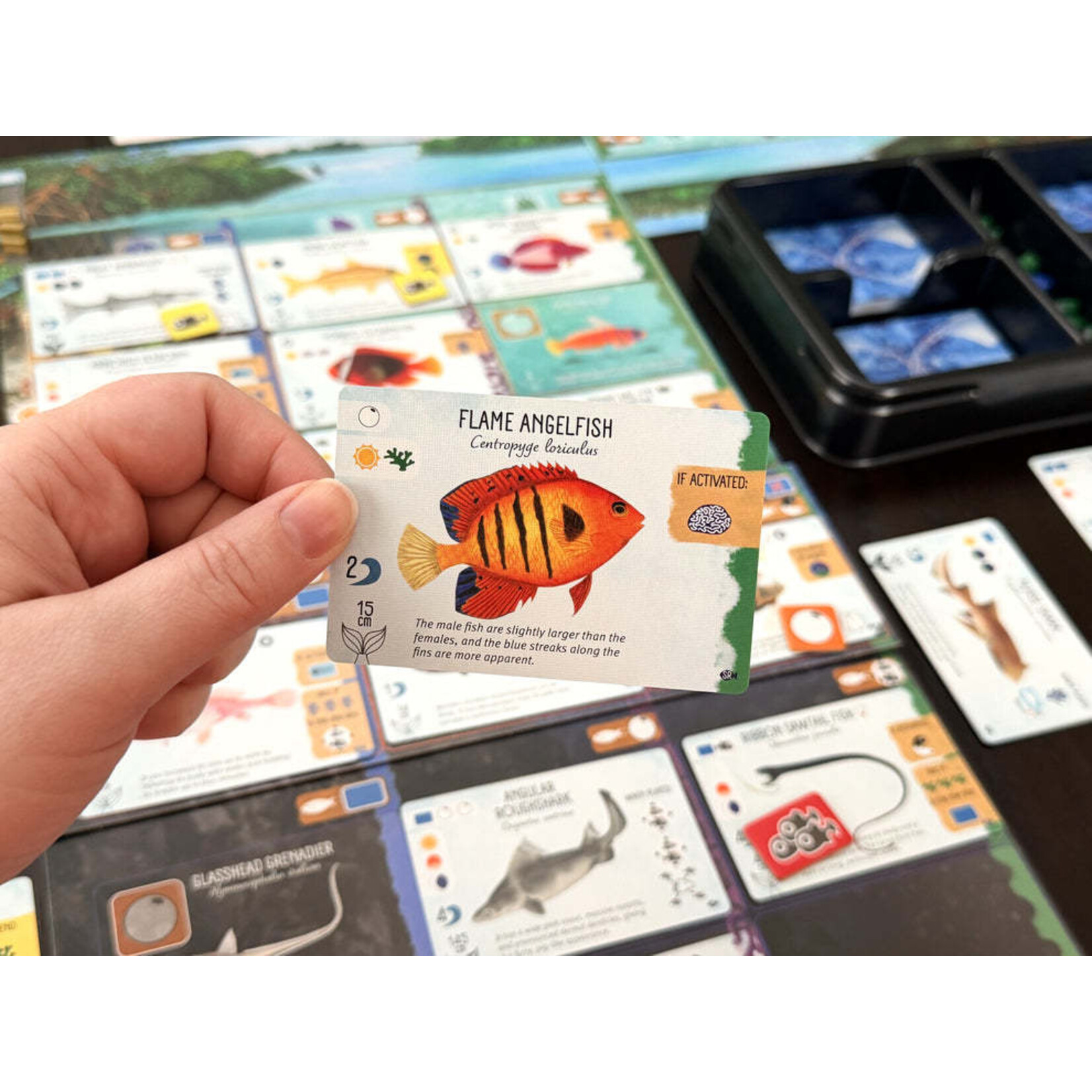 Stonemaier Games Finspan - Sharks & Reefs