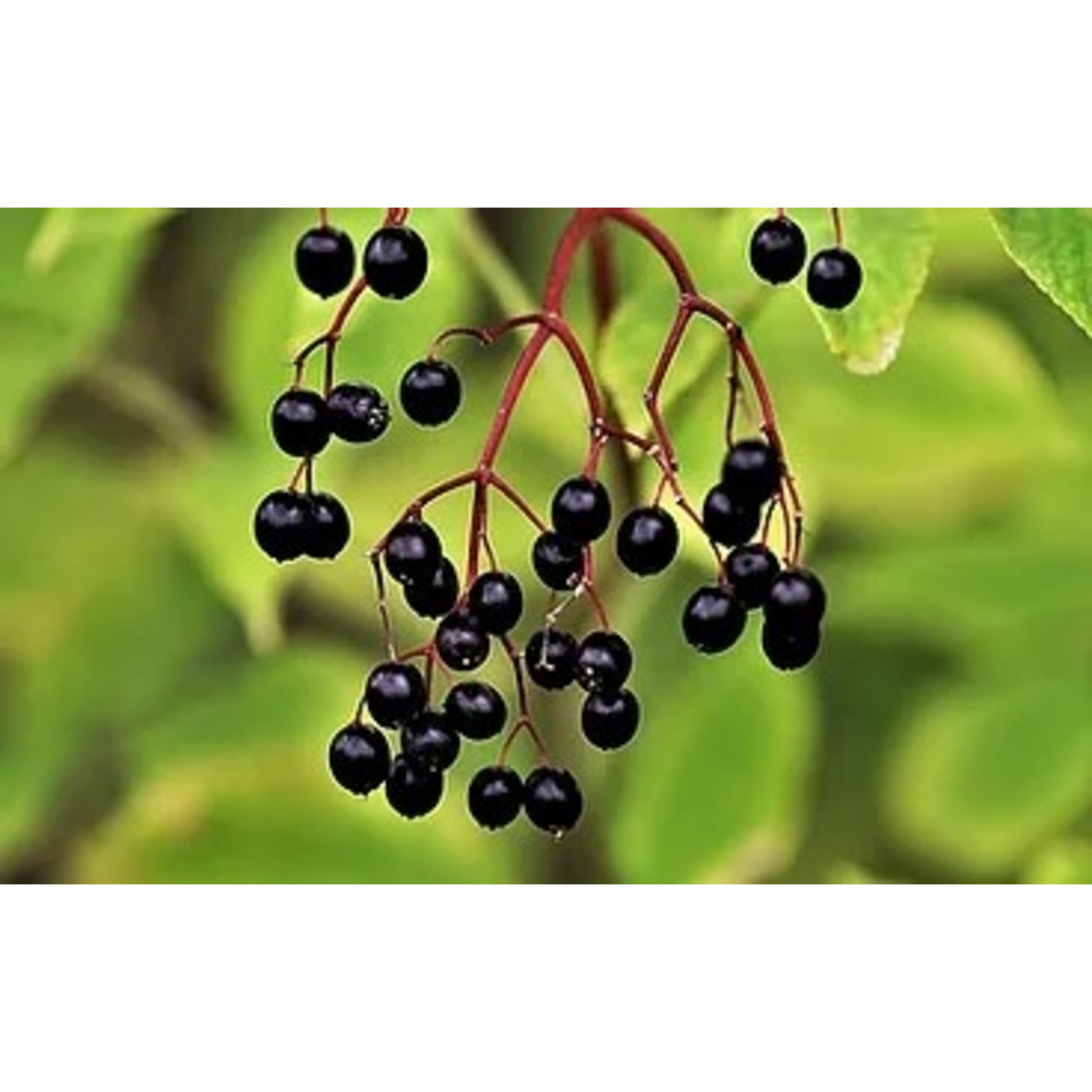 Amaya~Bella Elderberry Balsamic Vinegar