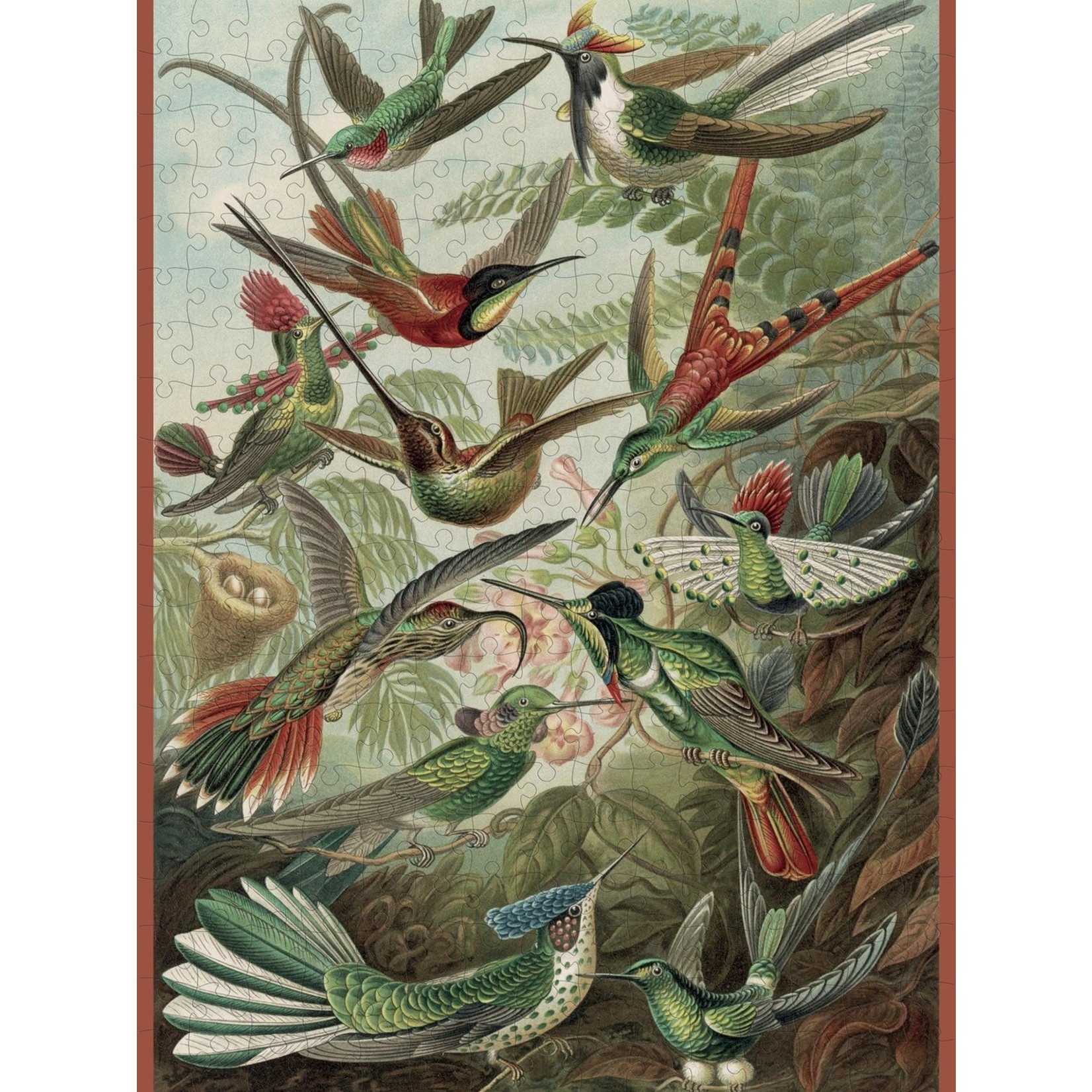 Ernst Haeckel: Hummingbirds 300pc