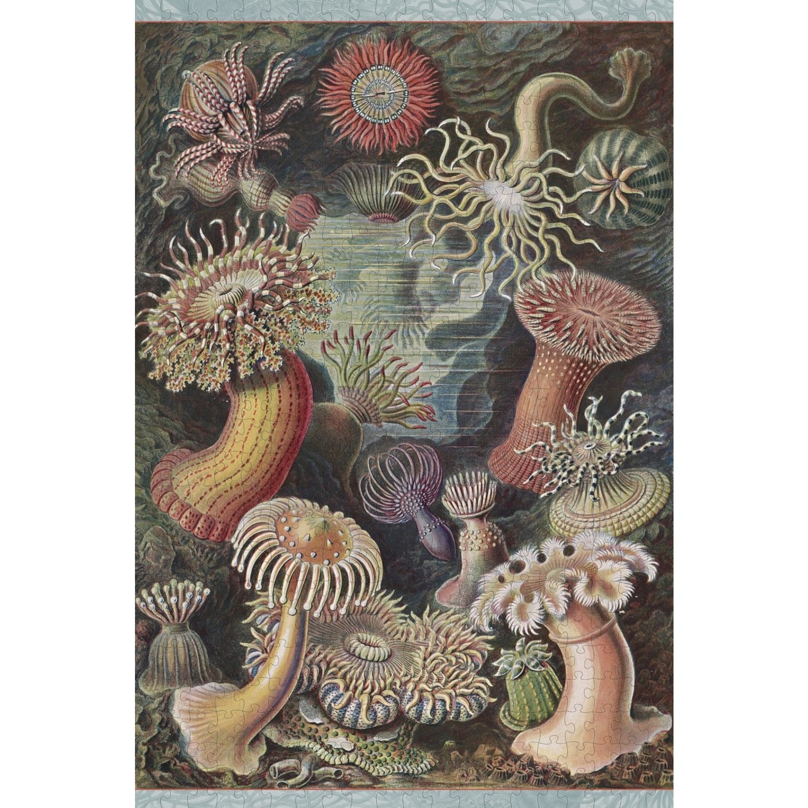 Ernst Haeckel: Sea Anemones 500pc