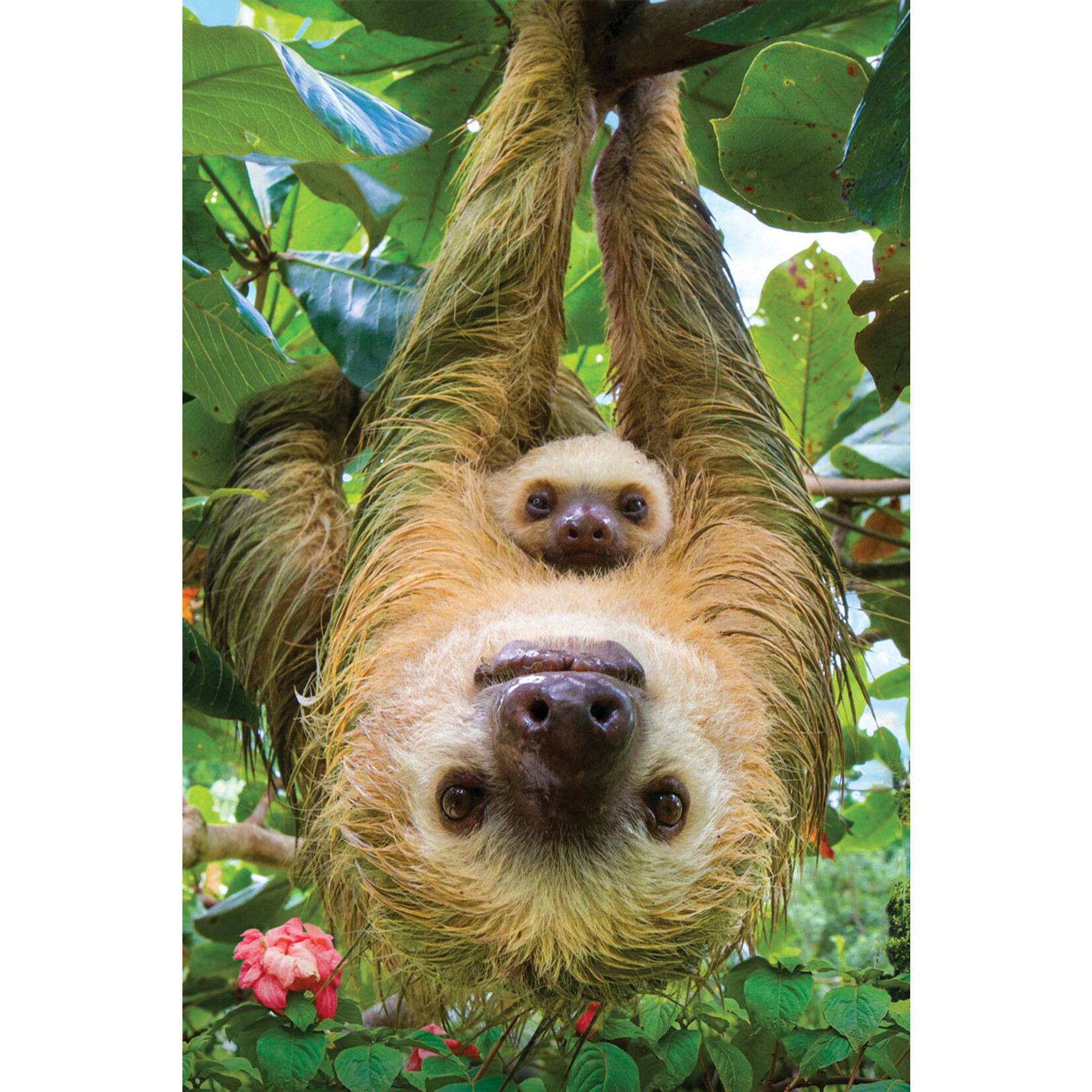 EuroGraphics Puzzles Sloths 250pc