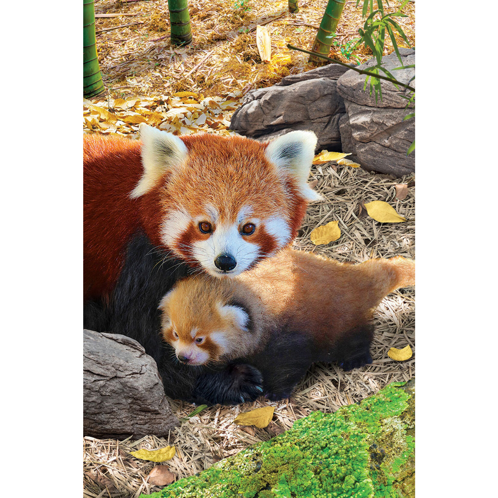 EuroGraphics Puzzles Red Pandas 250pc
