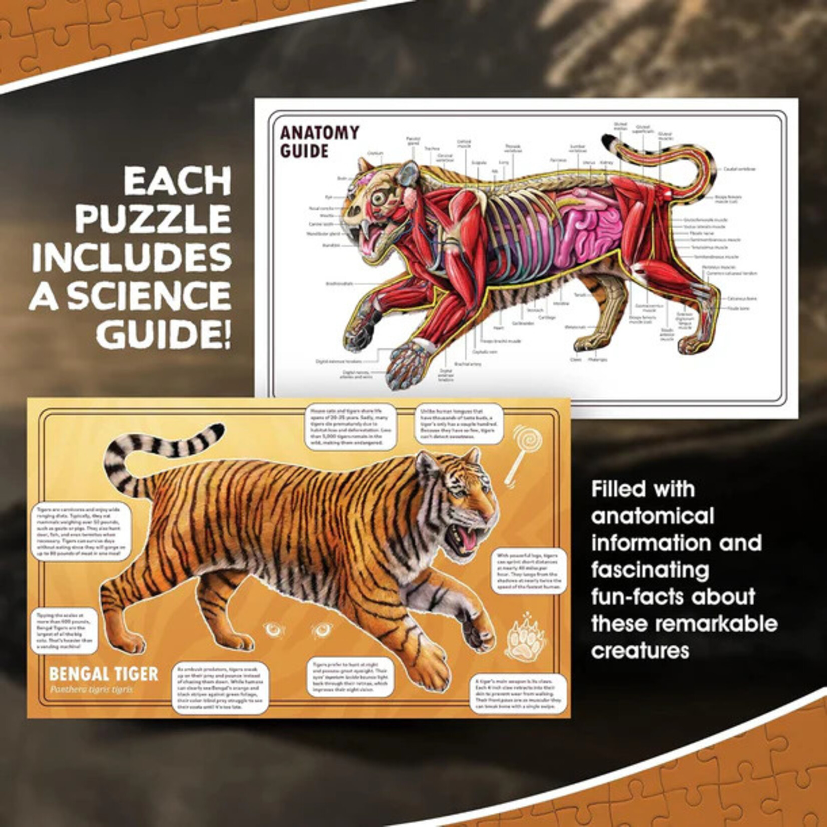 Genius Games Puzzle: Animal Anatomy: Floor Puzzle: Tiger 100pc