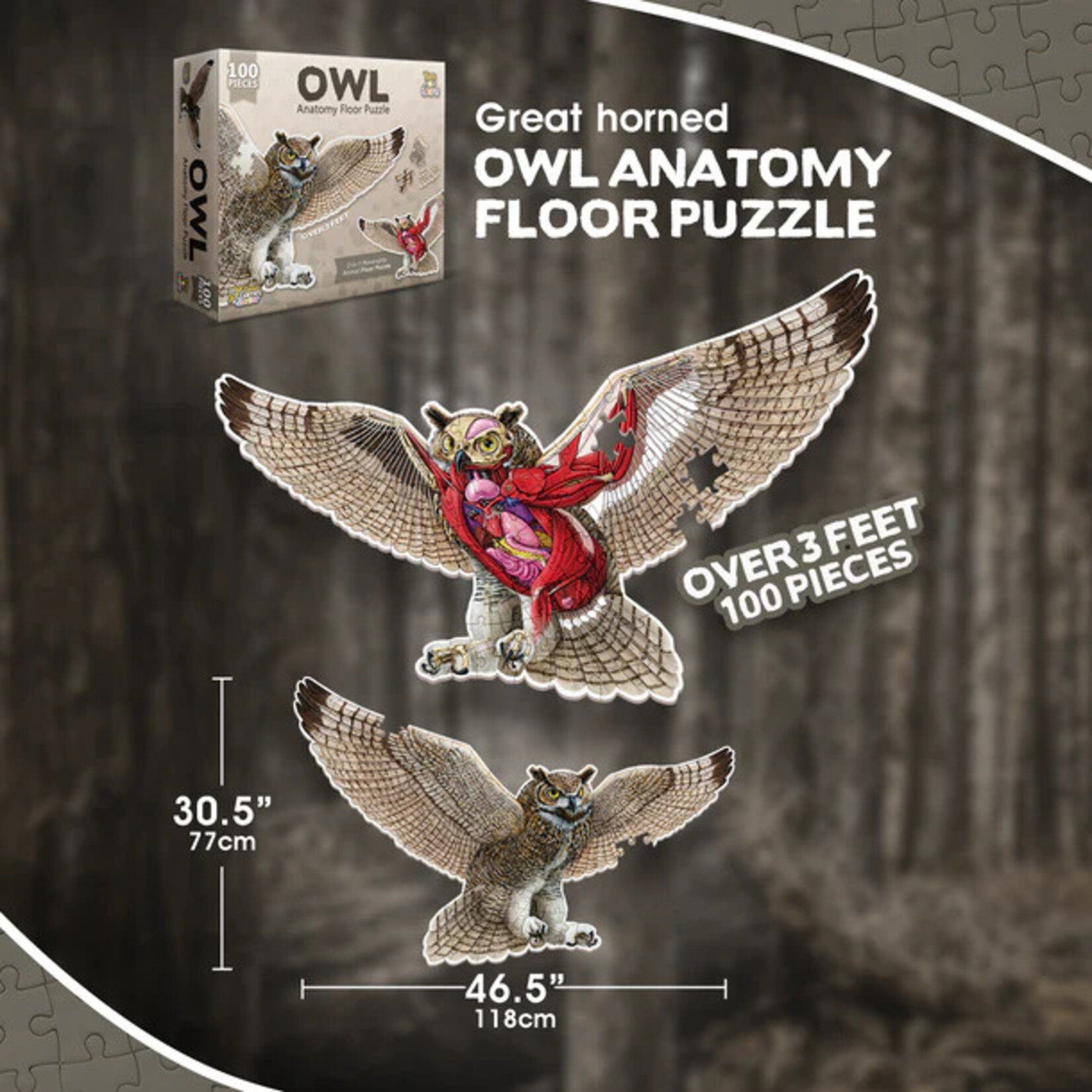 Genius Games Puzzle: Animal Anatomy: Floor Puzzle: Owl 100pc