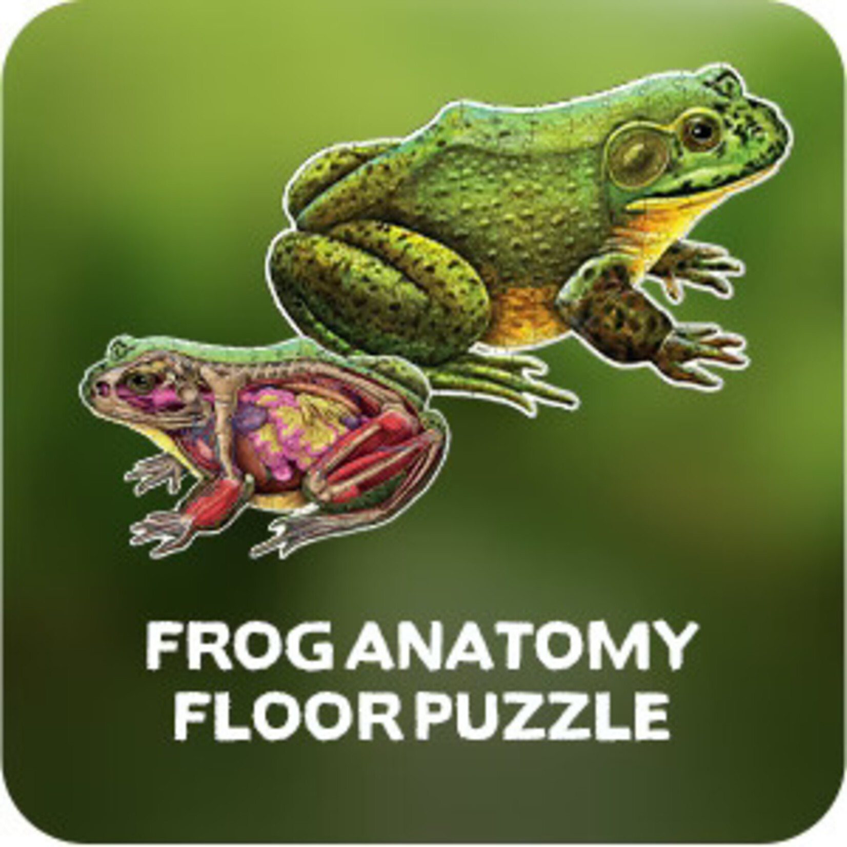 Genius Games Puzzle: Turn N Learn: Frog 100pc