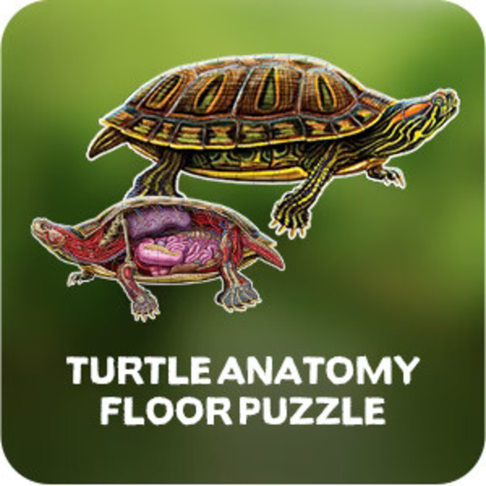 Genius Games Puzzle: Turn N Learn: Turtle 100pc