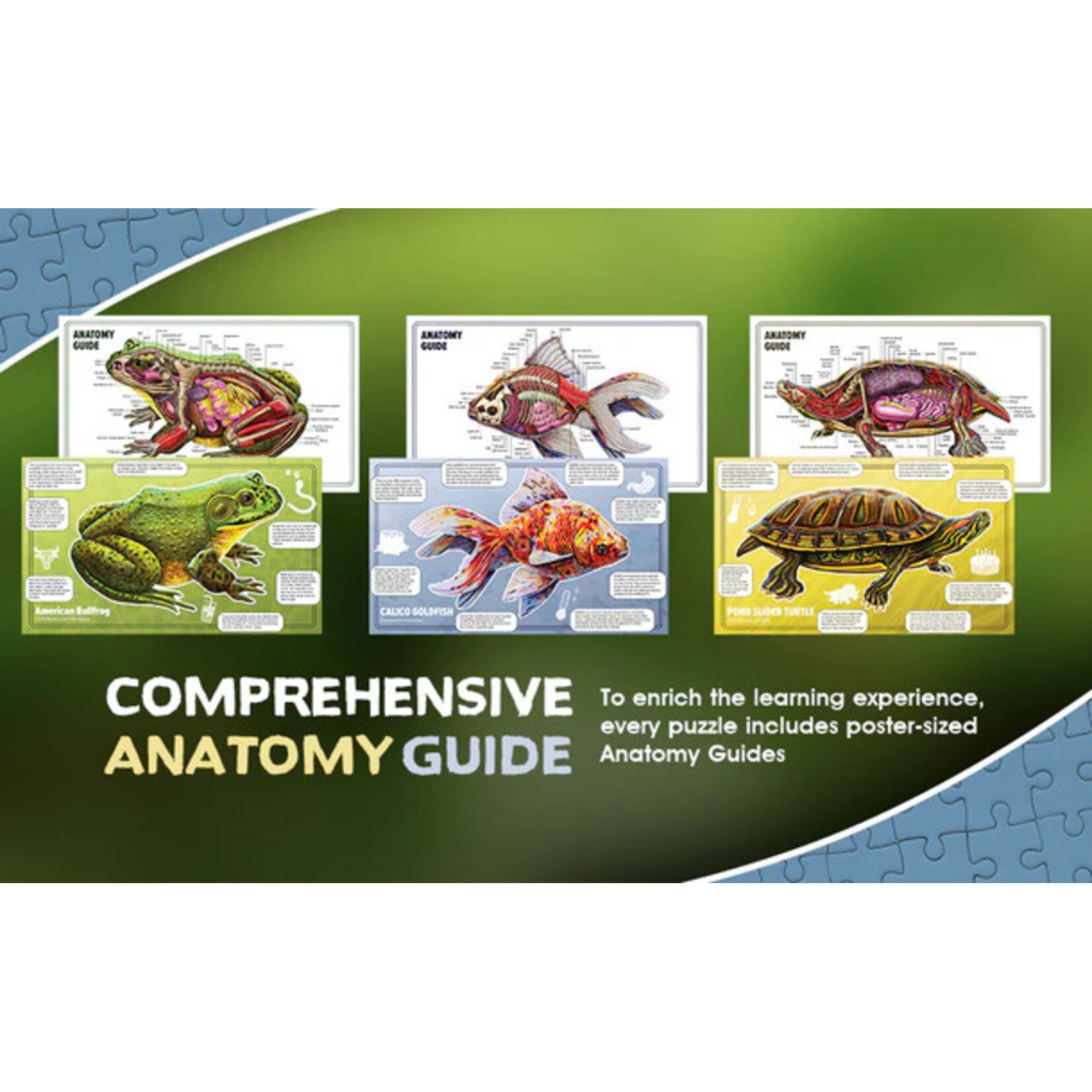 Genius Games Puzzle: Turn N Learn: Goldfish 100pc