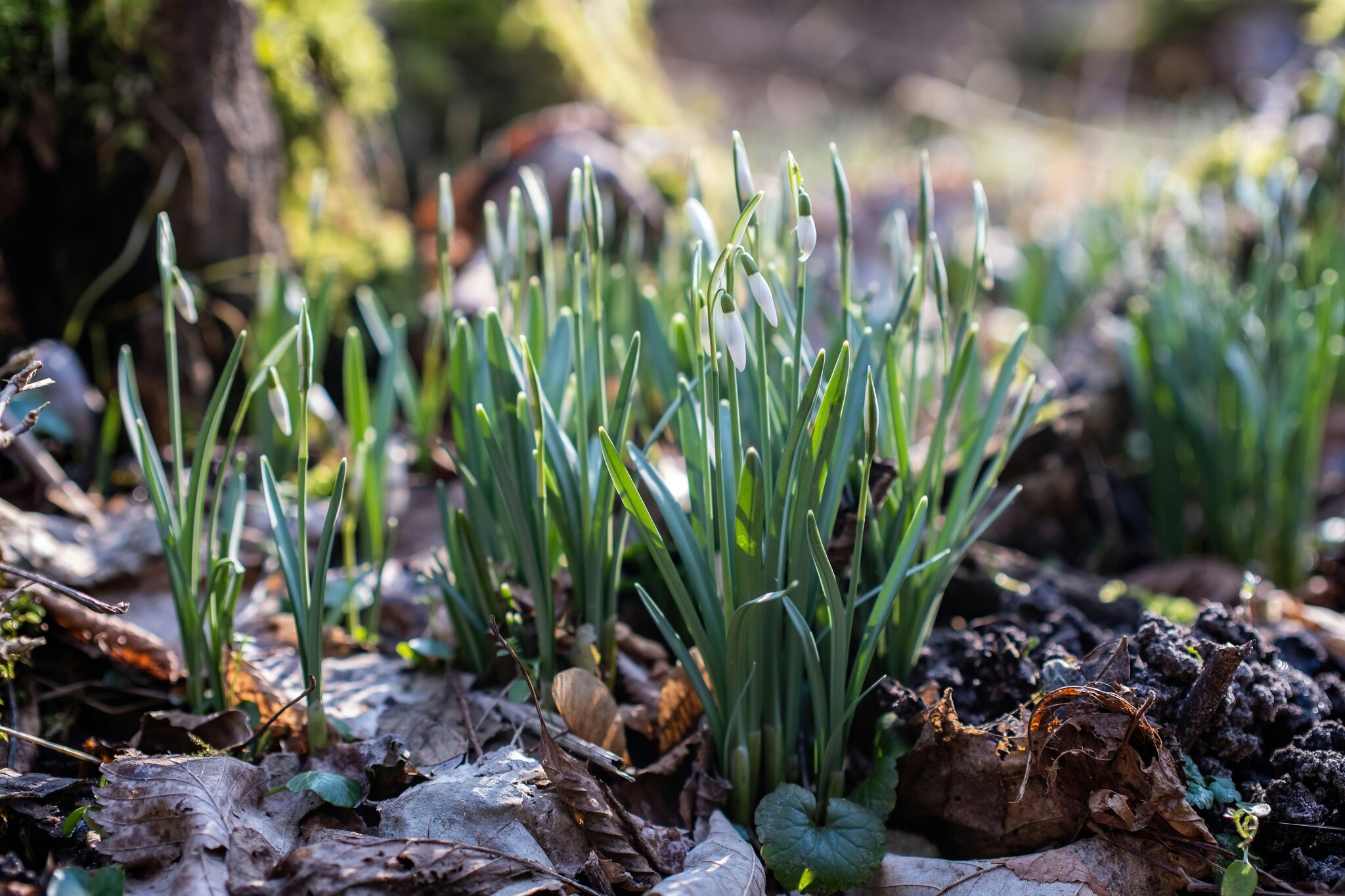 Greenfield Games March 2026 Event Schedule!