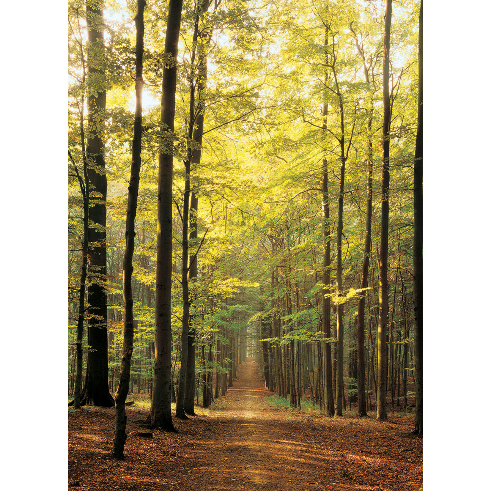 EuroGraphics Puzzles Forest Path 1000pc