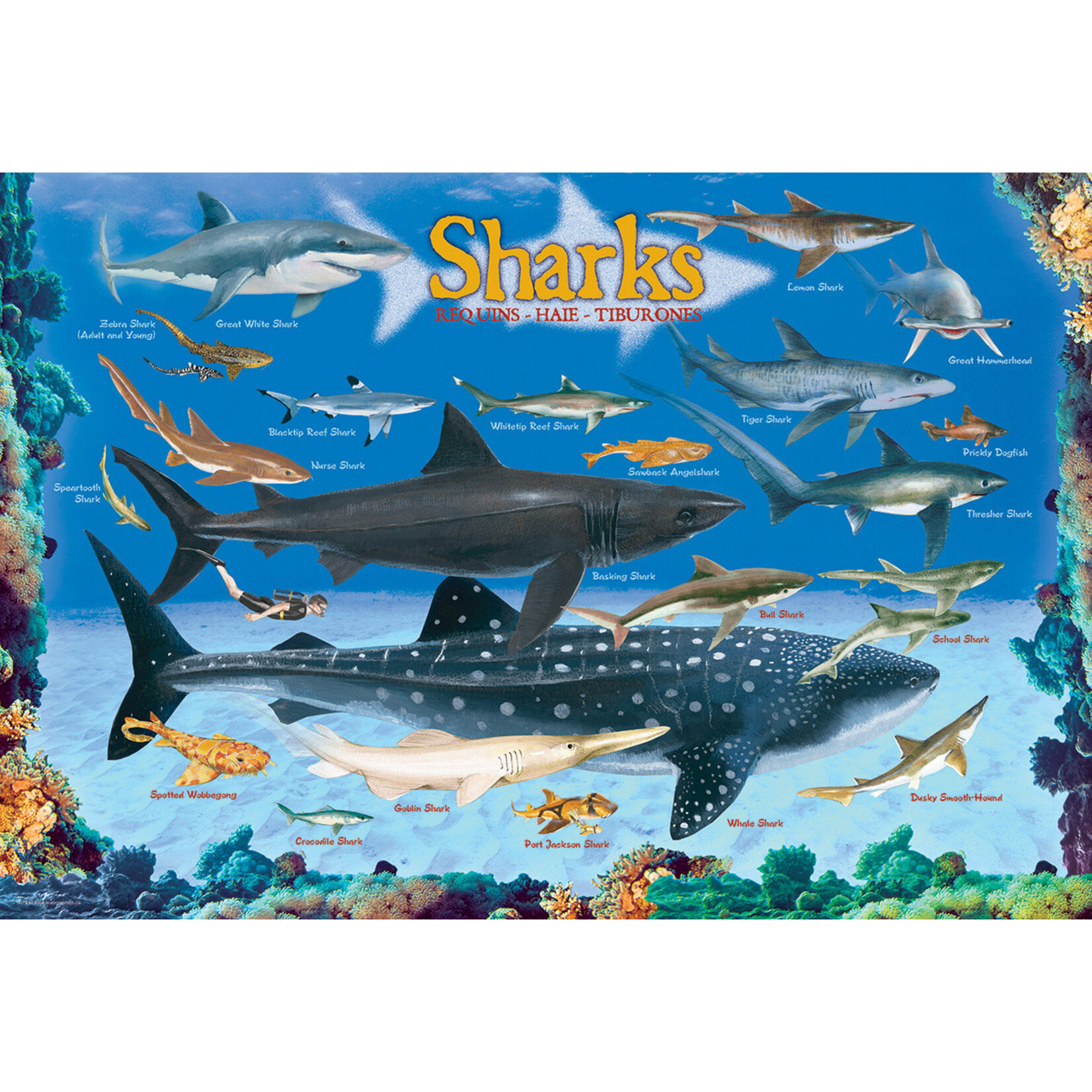EuroGraphics Puzzles Sharks 100 pc