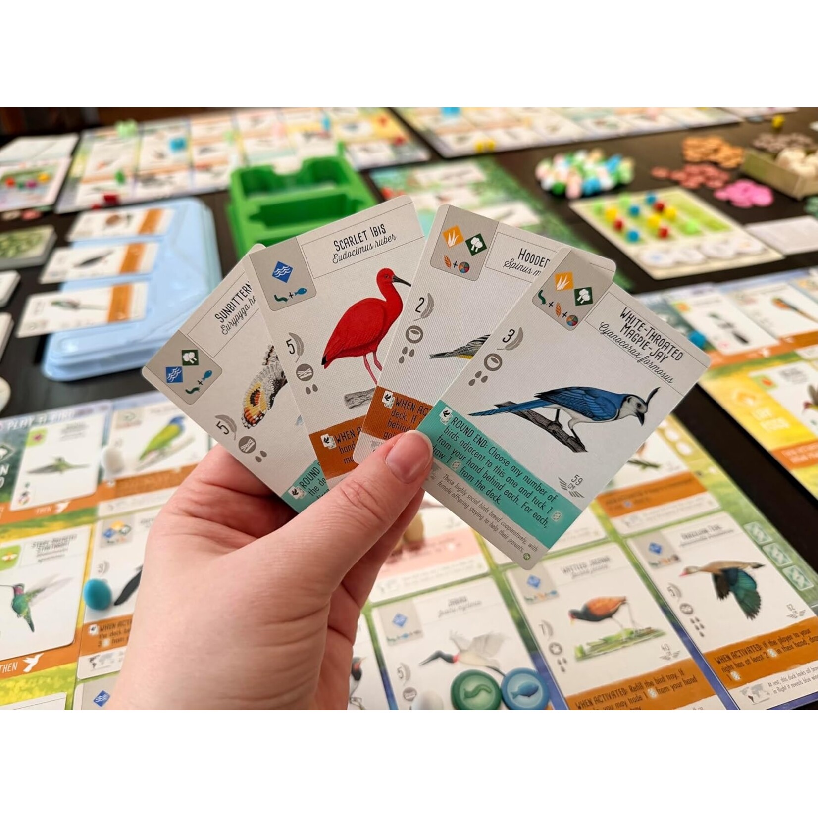 Stonemaier Games Wingspan: Americas Expansion
