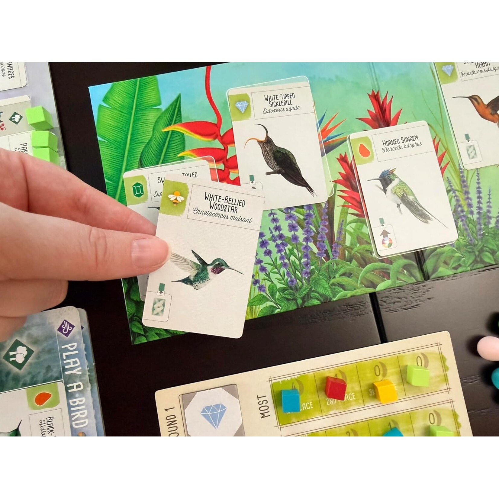 Stonemaier Games Wingspan: Americas Expansion