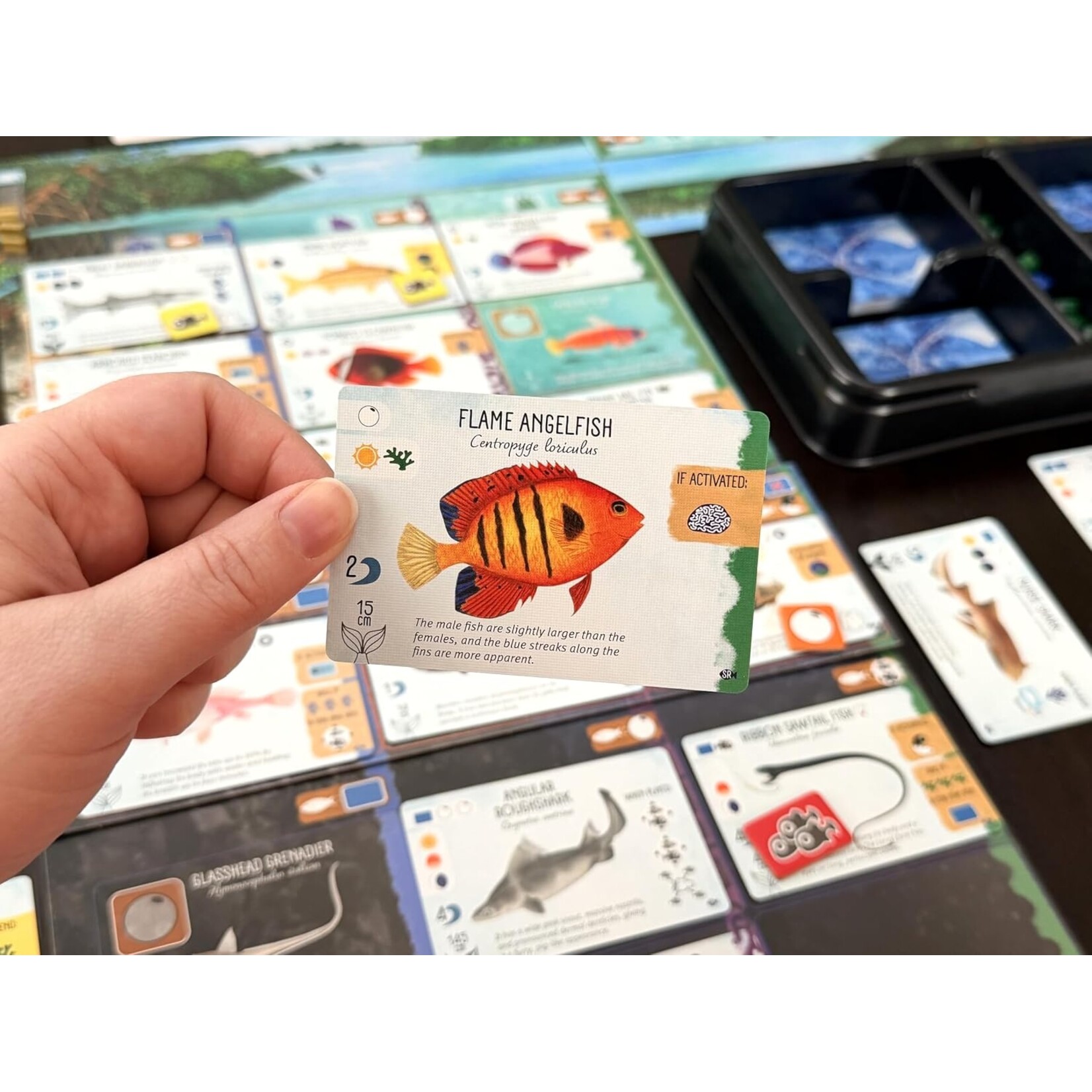 Stonemaier Games Finspan Sharks & Reefs