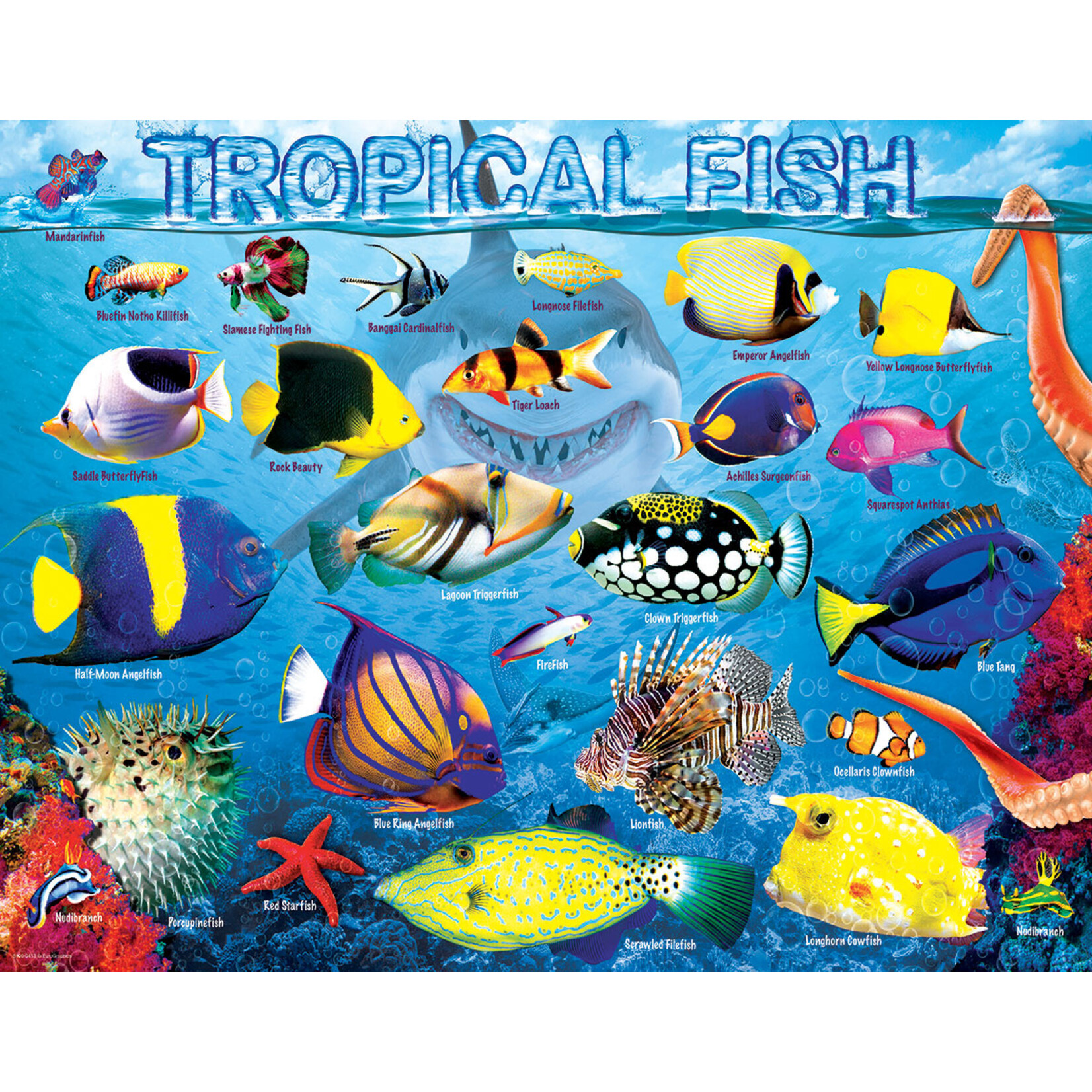 EuroGraphics Puzzles Tropical Fish 100pc