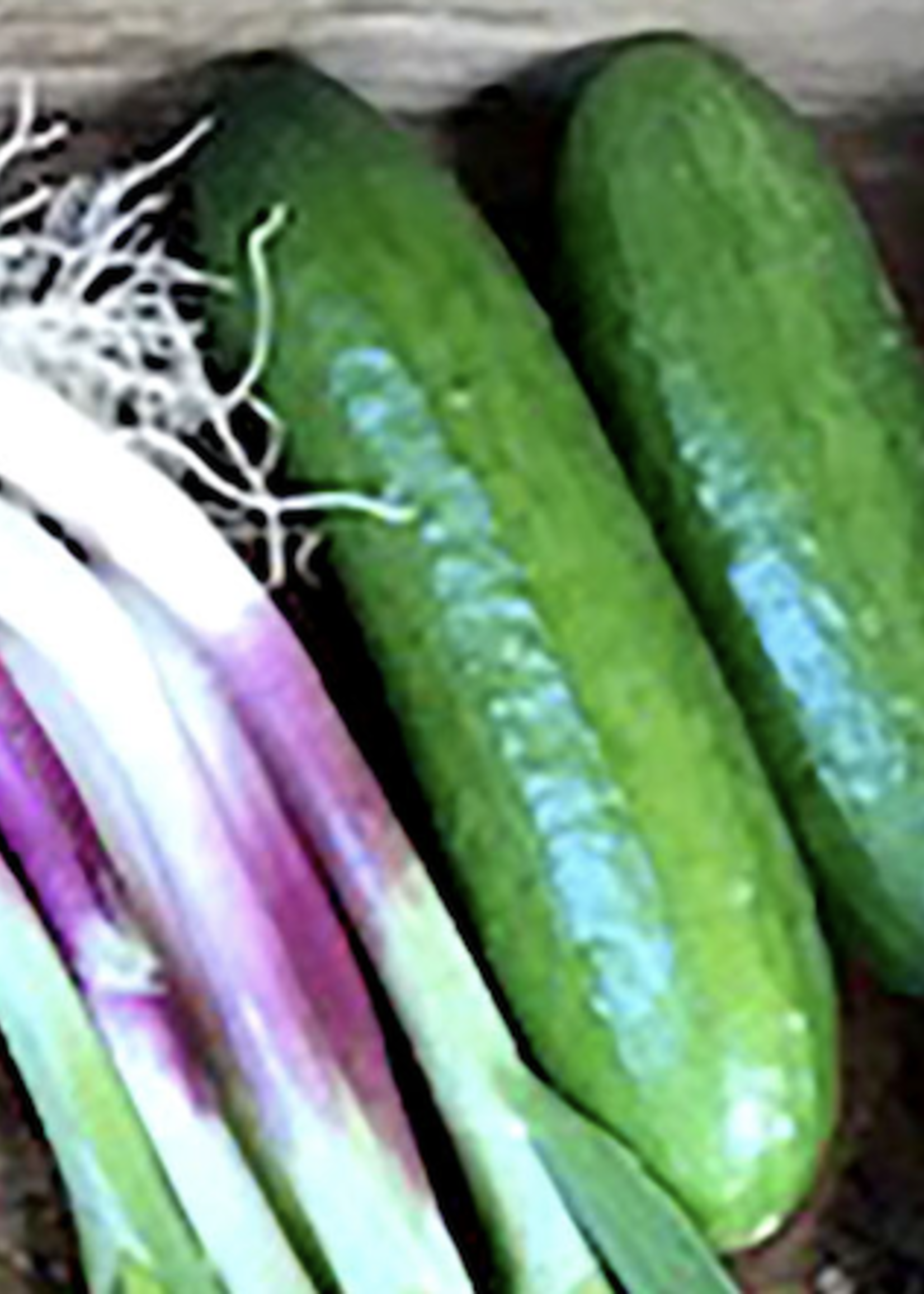 Katrina Cucumbers (1lb)
