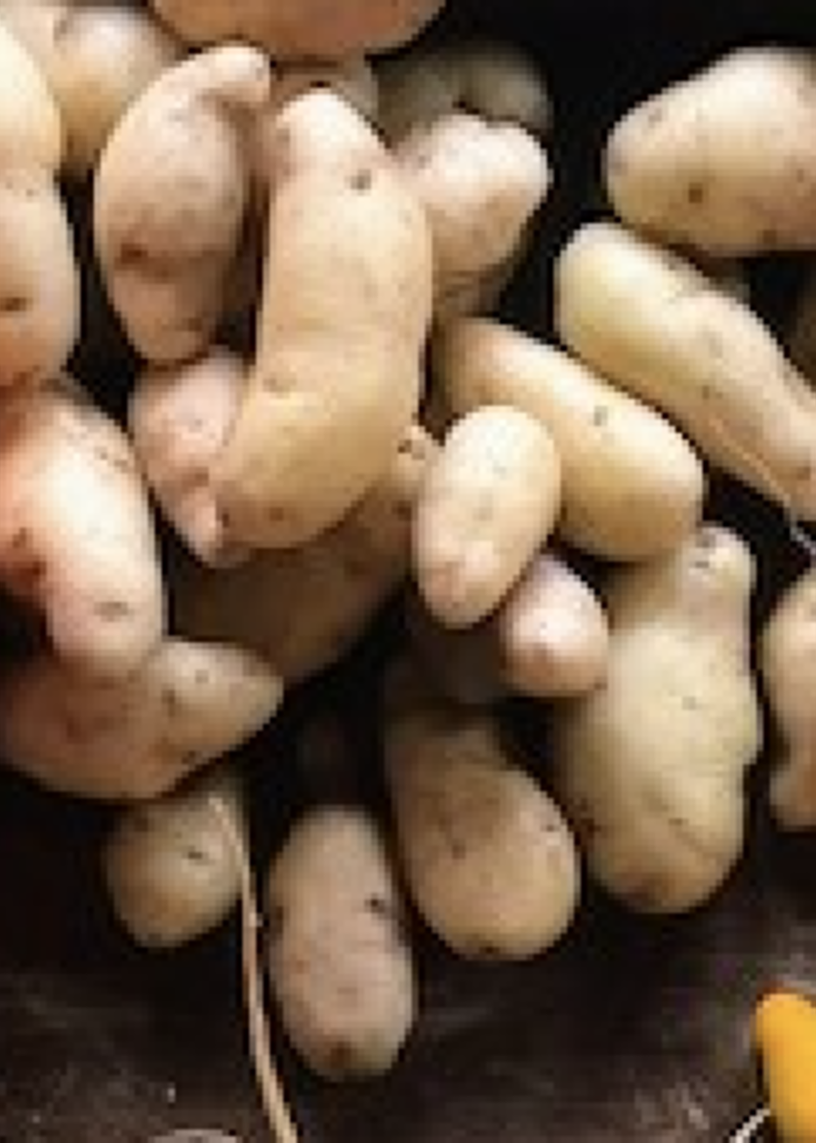 La Ratte Fingerling Potatoes (2lbs)