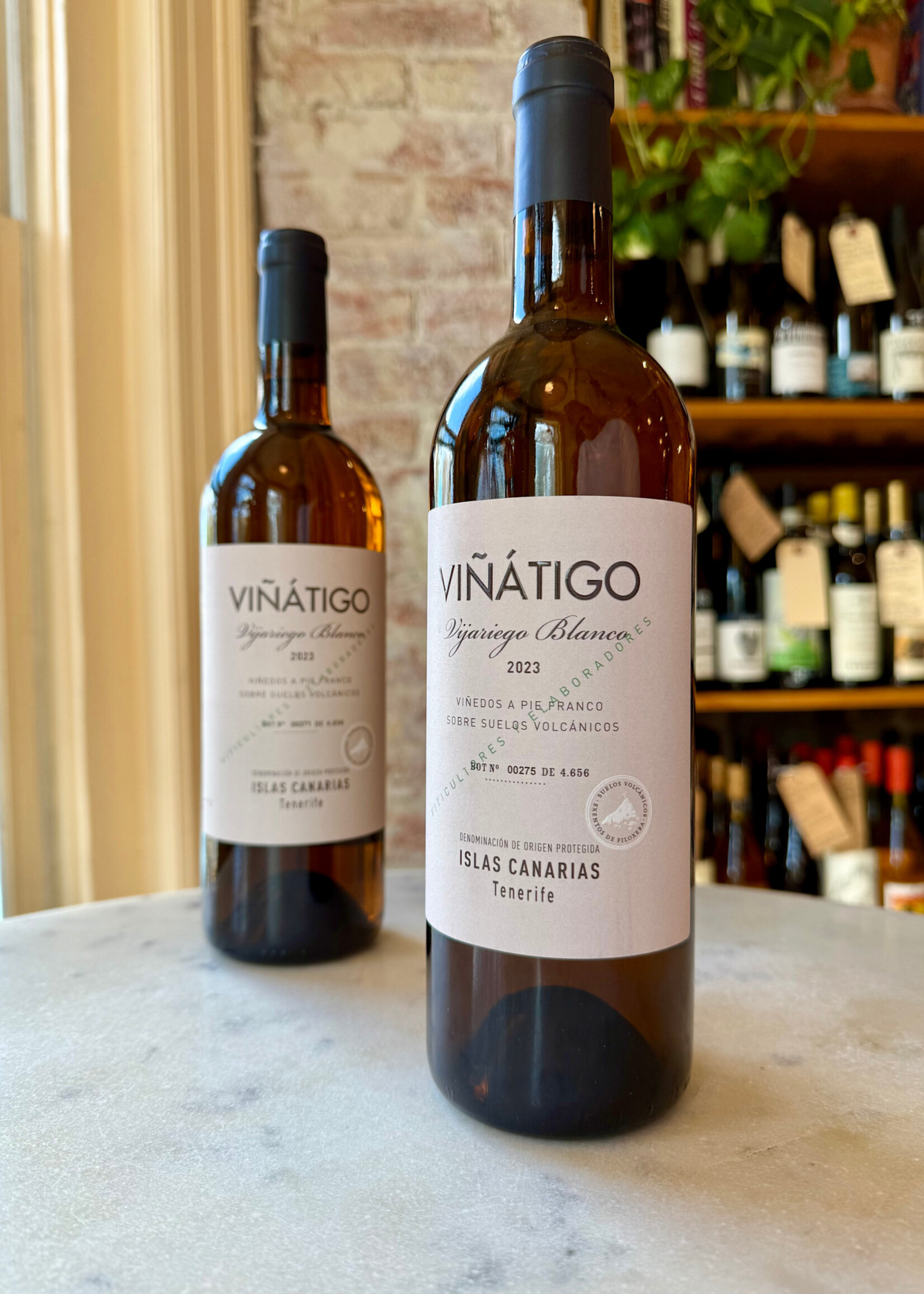 Viñátigo, Las Islas Vijariego Blanco, Tenerife, Las Islas Canarias, Canary Islands, Spain 2023