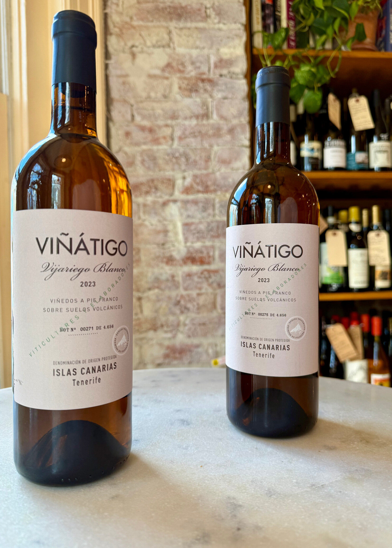 Viñátigo, Las Islas Vijariego Blanco, Tenerife, Las Islas Canarias, Canary Islands, Spain 2023