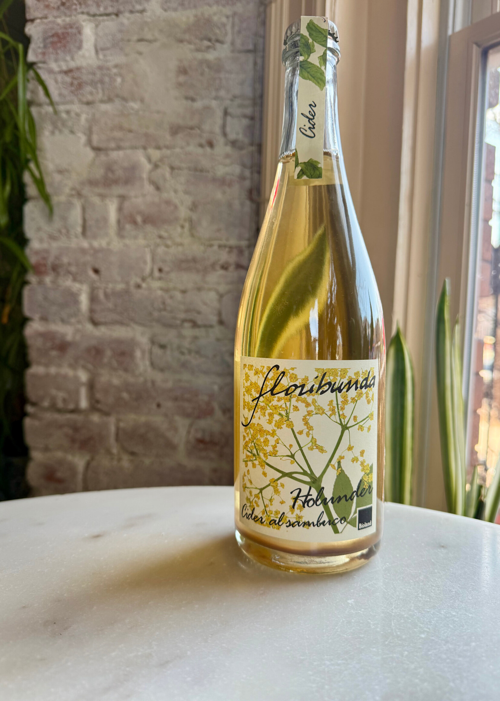 Floribunda, “Holundercider” Elderflower Cider, Salorno, South Tyrol, Italy 2022