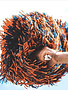 Bacon Shaker Orange and Navy