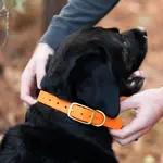 Old South Apparel Old South Dog Collars