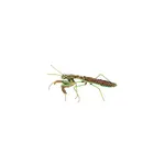Trovelore Green Mantis Pin