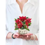 Fresh Cut Paper Birch Poinsettia  Mini