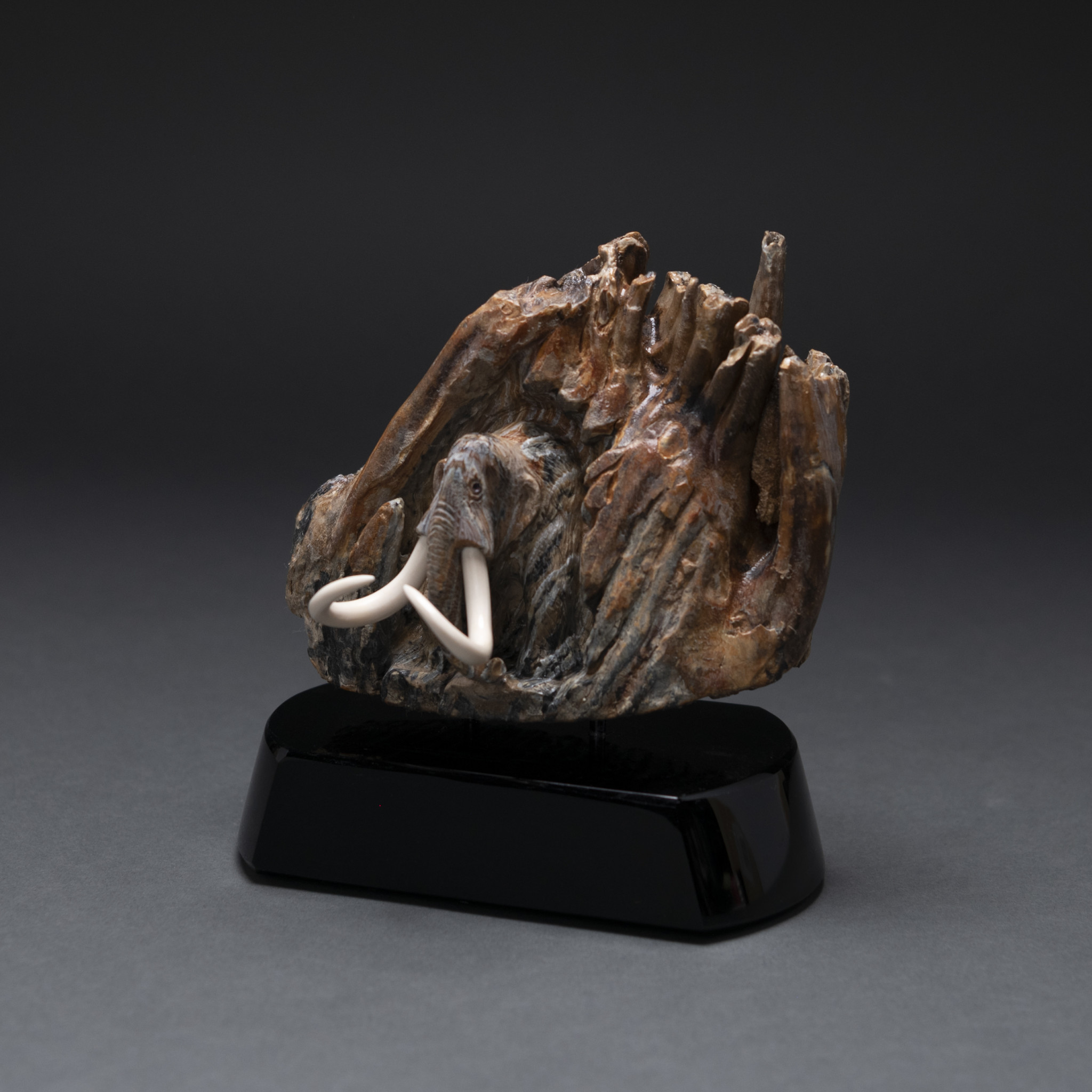 Re-emerging Mammoth (Fossil Mammoth Molar) #583 - Fossil & Stone