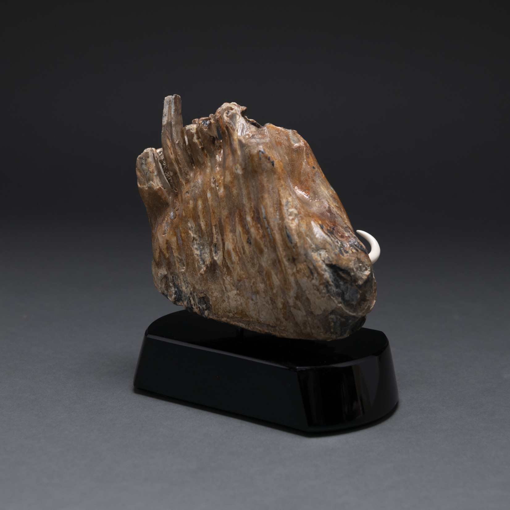 Eddie Lee Re-emerging Mammoth (Fossil Mammoth Molar) #583