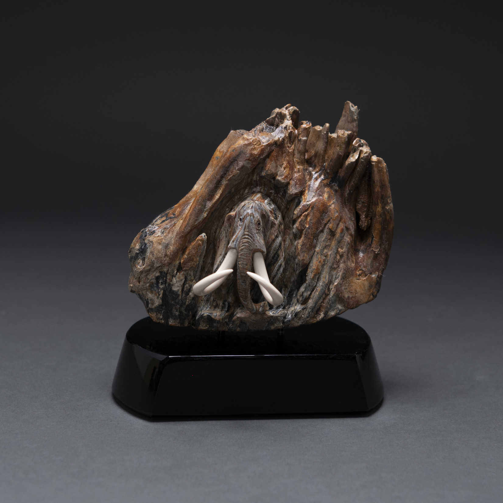 Eddie Lee Re-emerging Mammoth (Fossil Mammoth Molar) #583