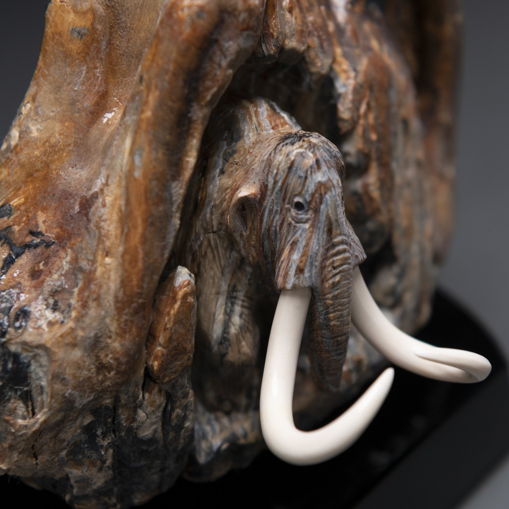 Eddie Lee Re-emerging Mammoth (Fossil Mammoth Molar) #583