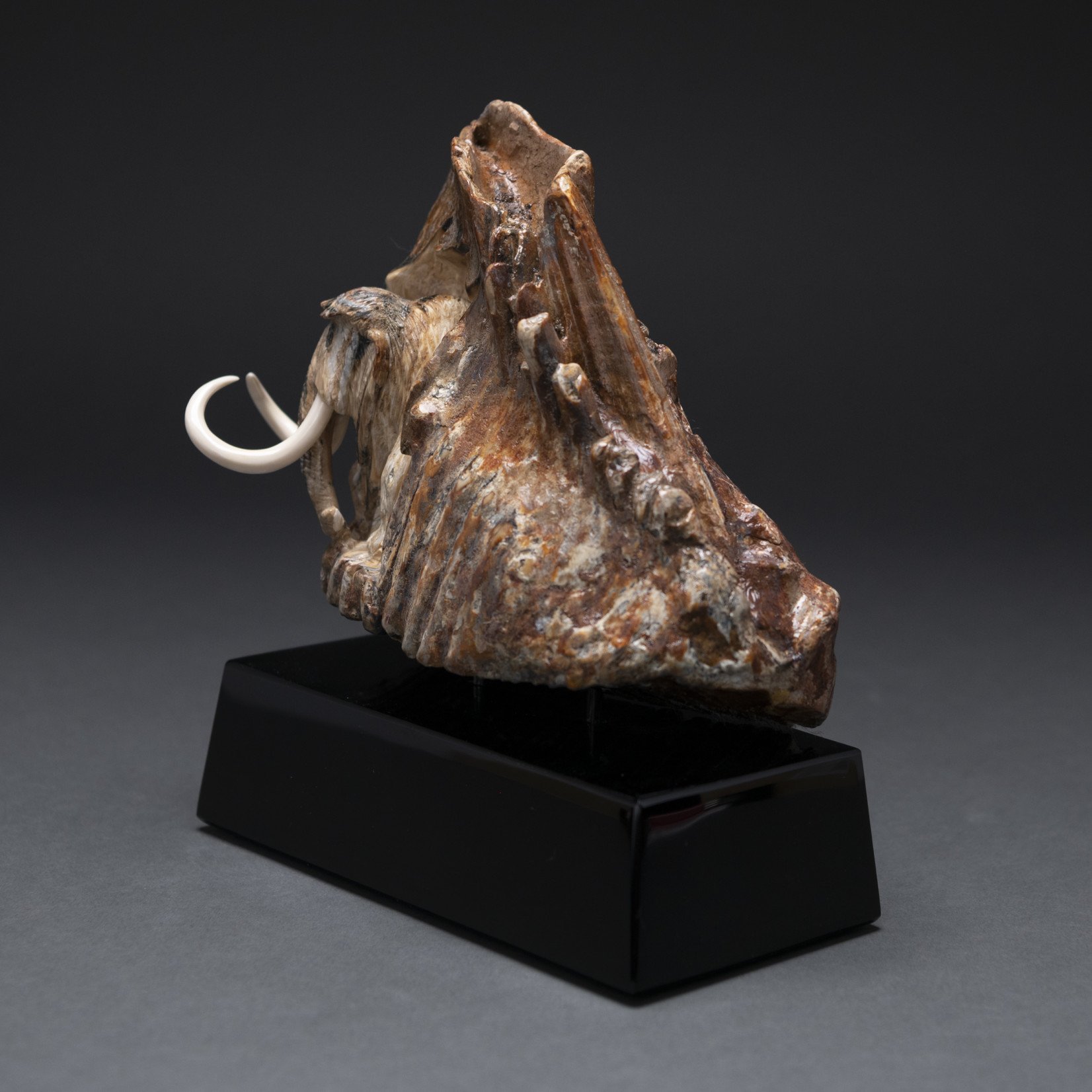 Eddie Lee Re-emerging Mammoth (Fossil Mammoth Molar) #582