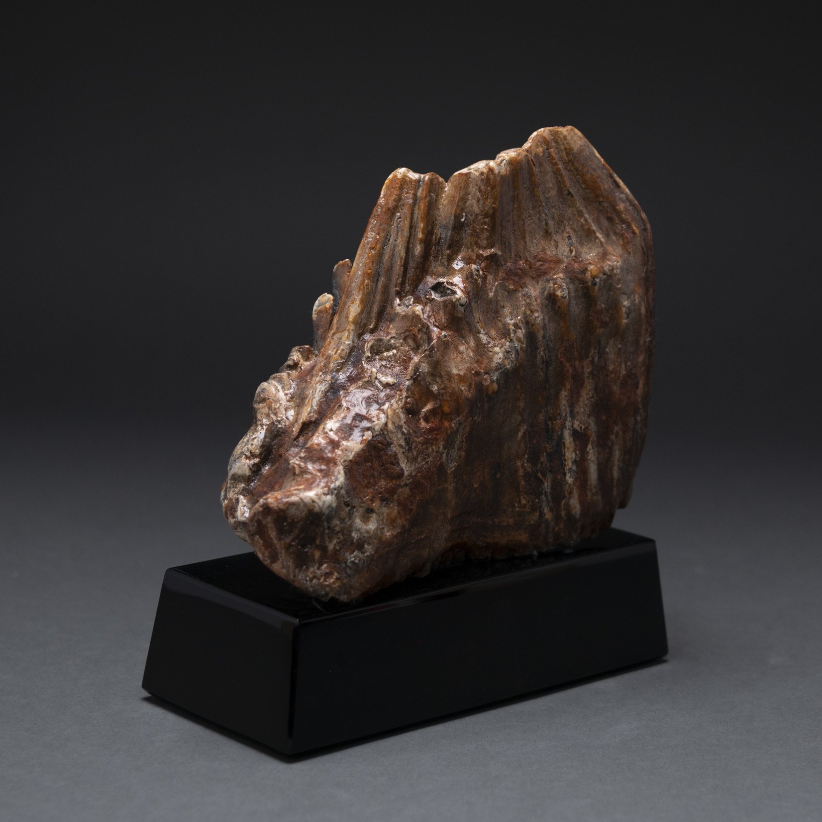 Eddie Lee Re-emerging Mammoth (Fossil Mammoth Molar) #582