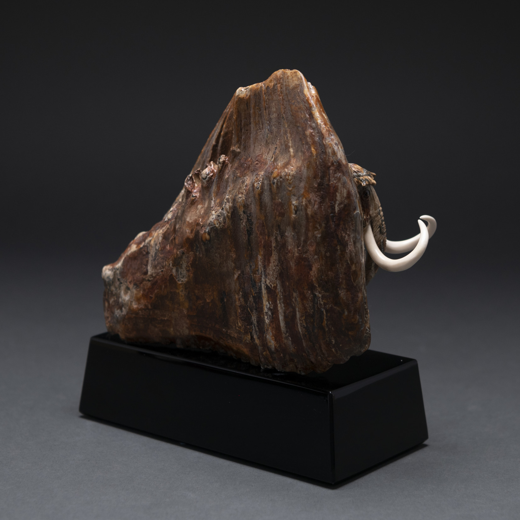 Eddie Lee Re-emerging Mammoth (Fossil Mammoth Molar) #582