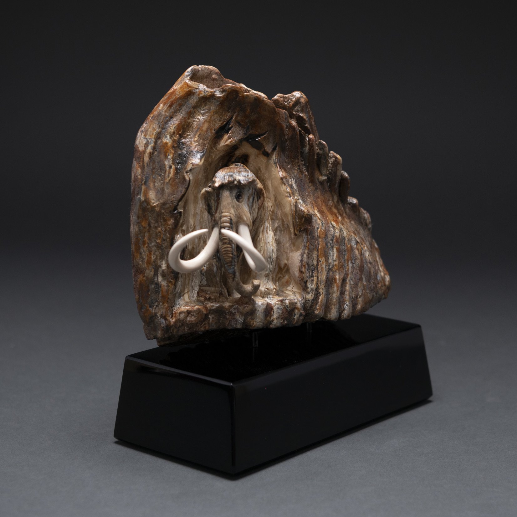 Eddie Lee Re-emerging Mammoth (Fossil Mammoth Molar) #582