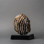 Eddie Lee Mammoth Molar #157