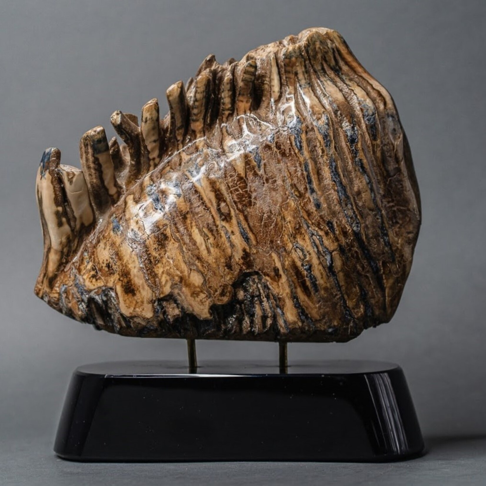 Eddie Lee Mammoth Molar #164