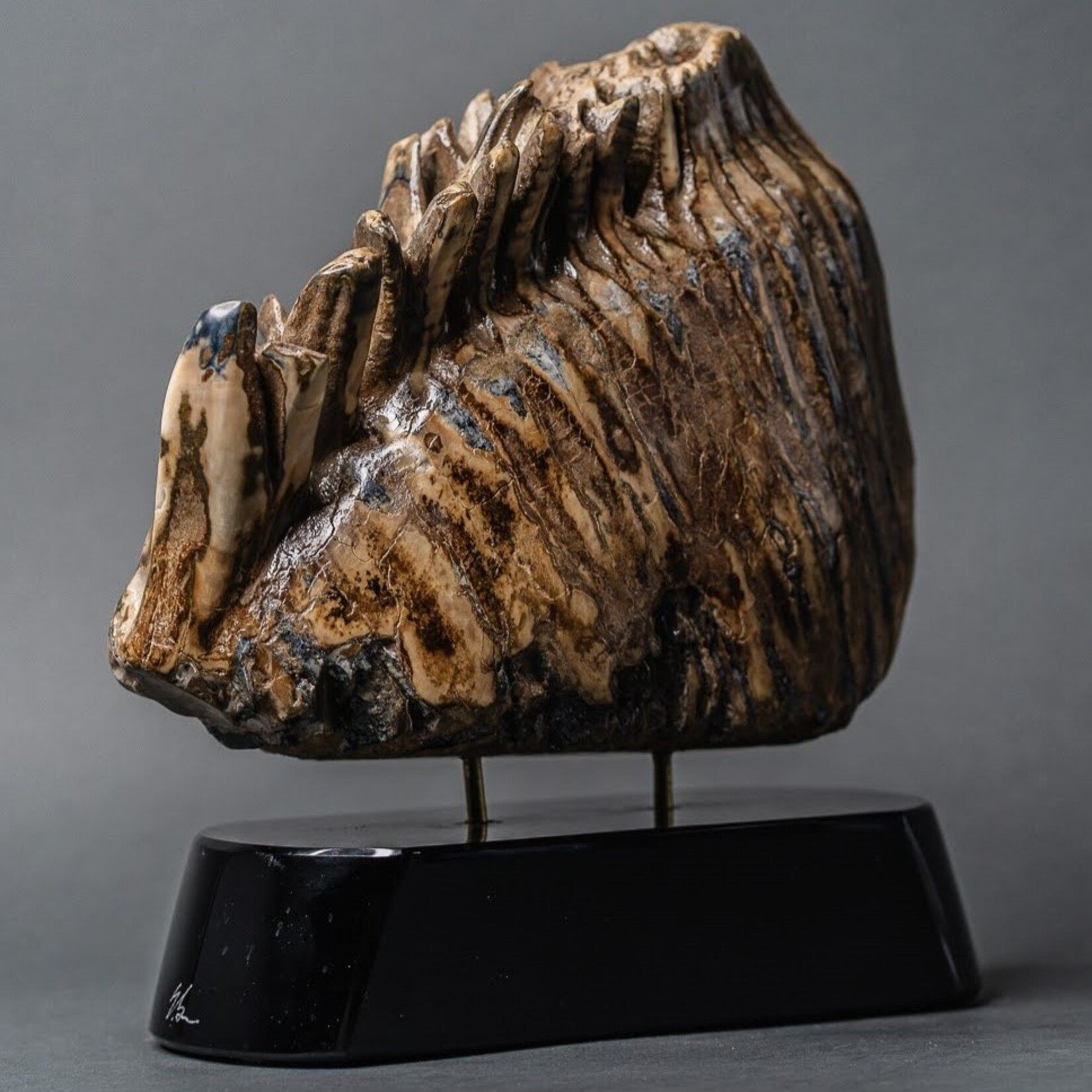 Eddie Lee Mammoth Molar #164