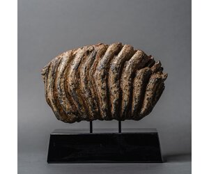 eddie-lee-mammoth-molar-158.jpg