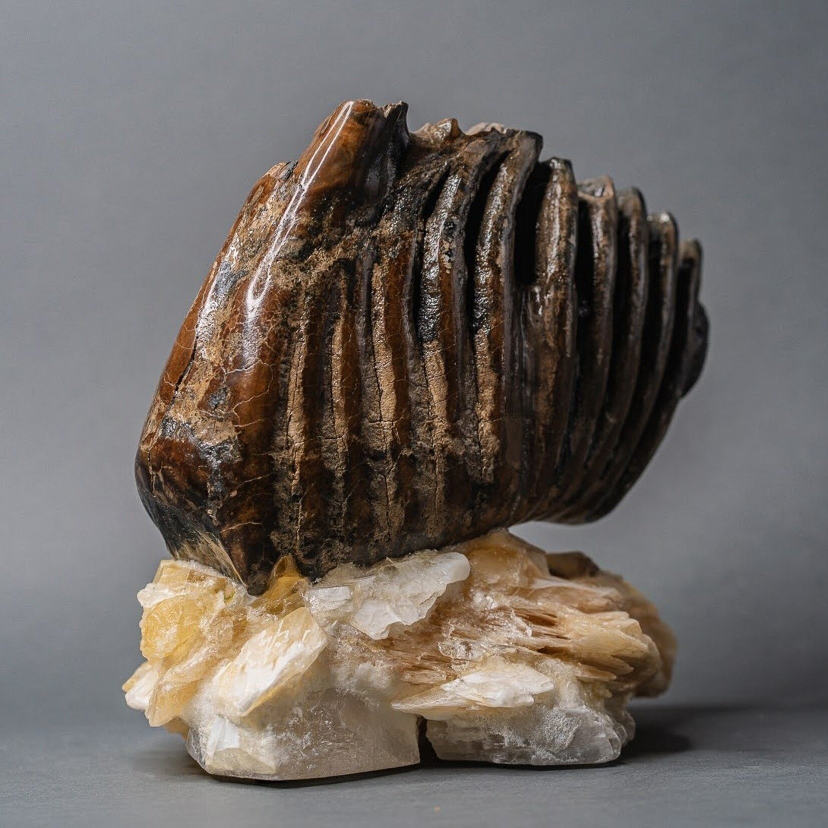 Eddie Lee Mammoth Molar #159