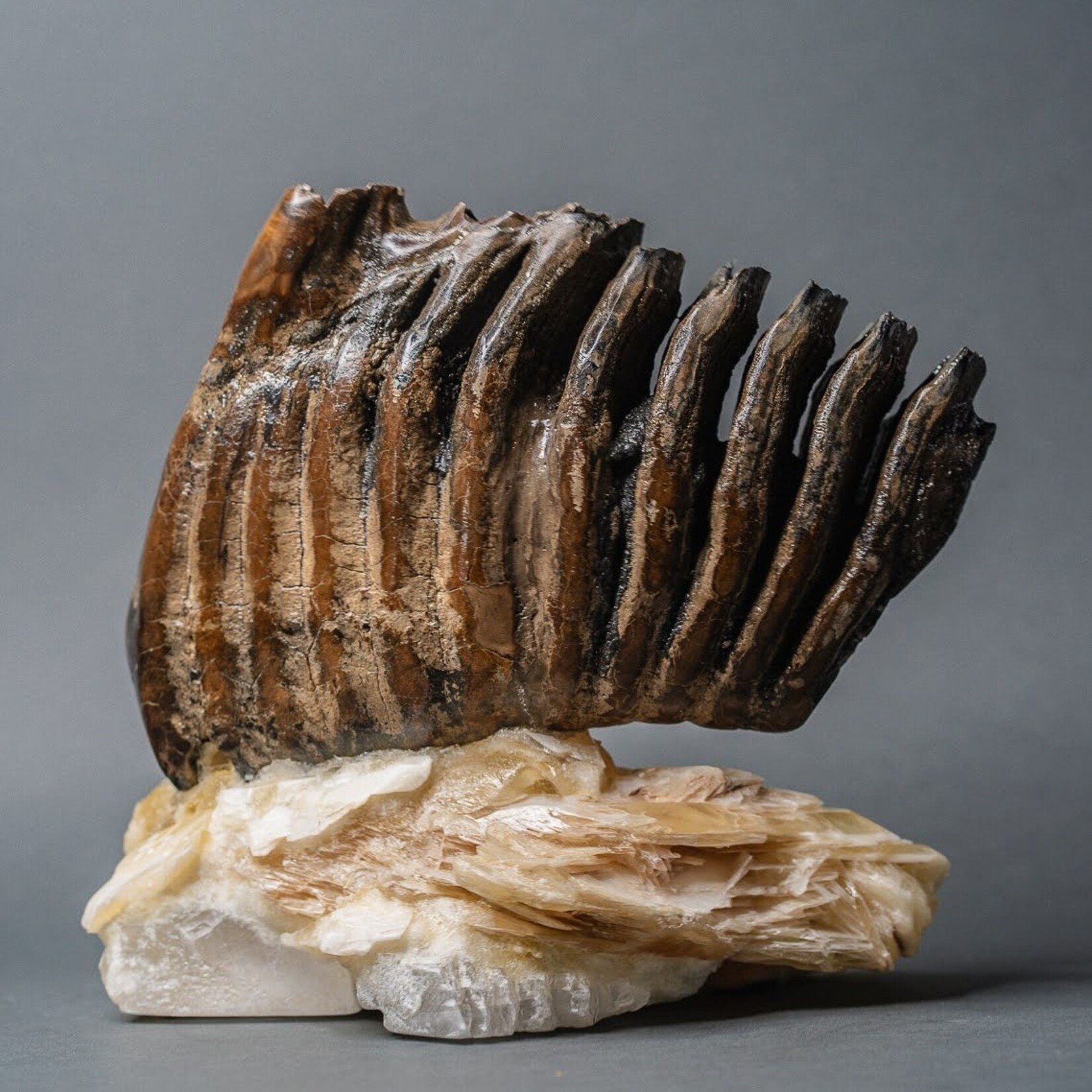 Eddie Lee Mammoth Molar #159