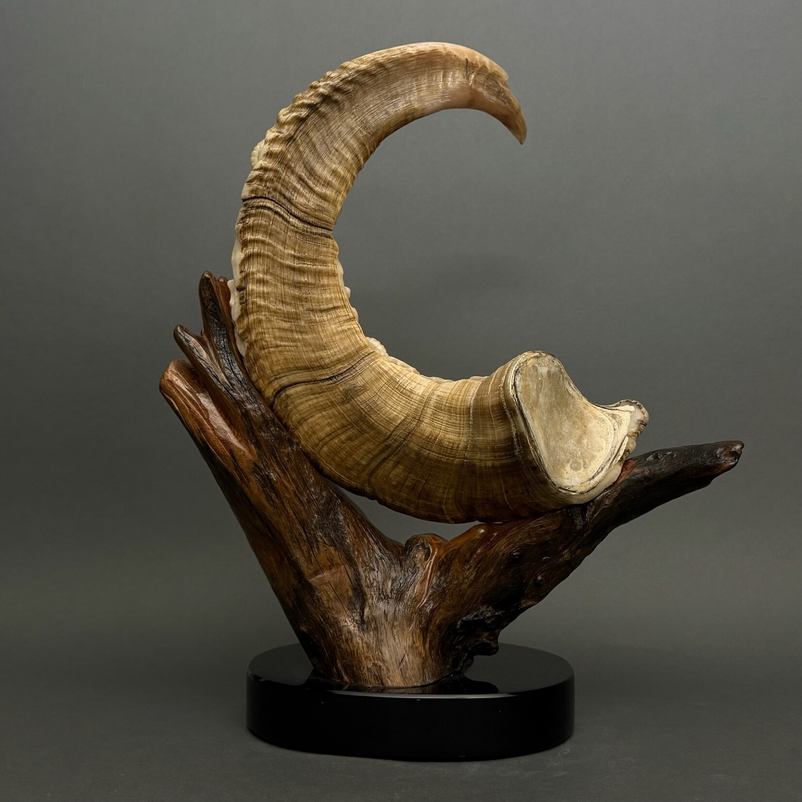 Eddie Lee Alaska Dall Sheep & Raven #262