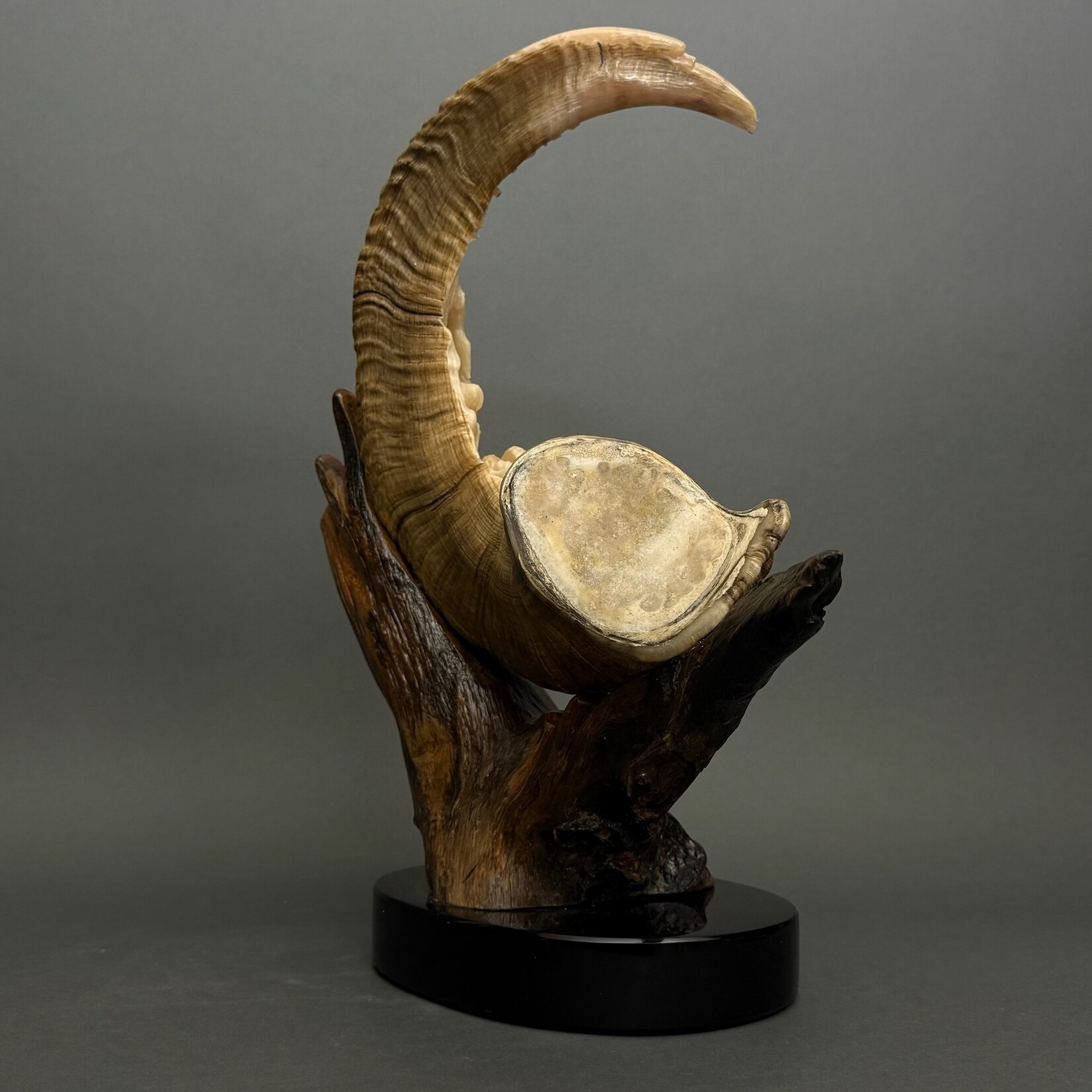 Eddie Lee Alaska Dall Sheep & Raven #262