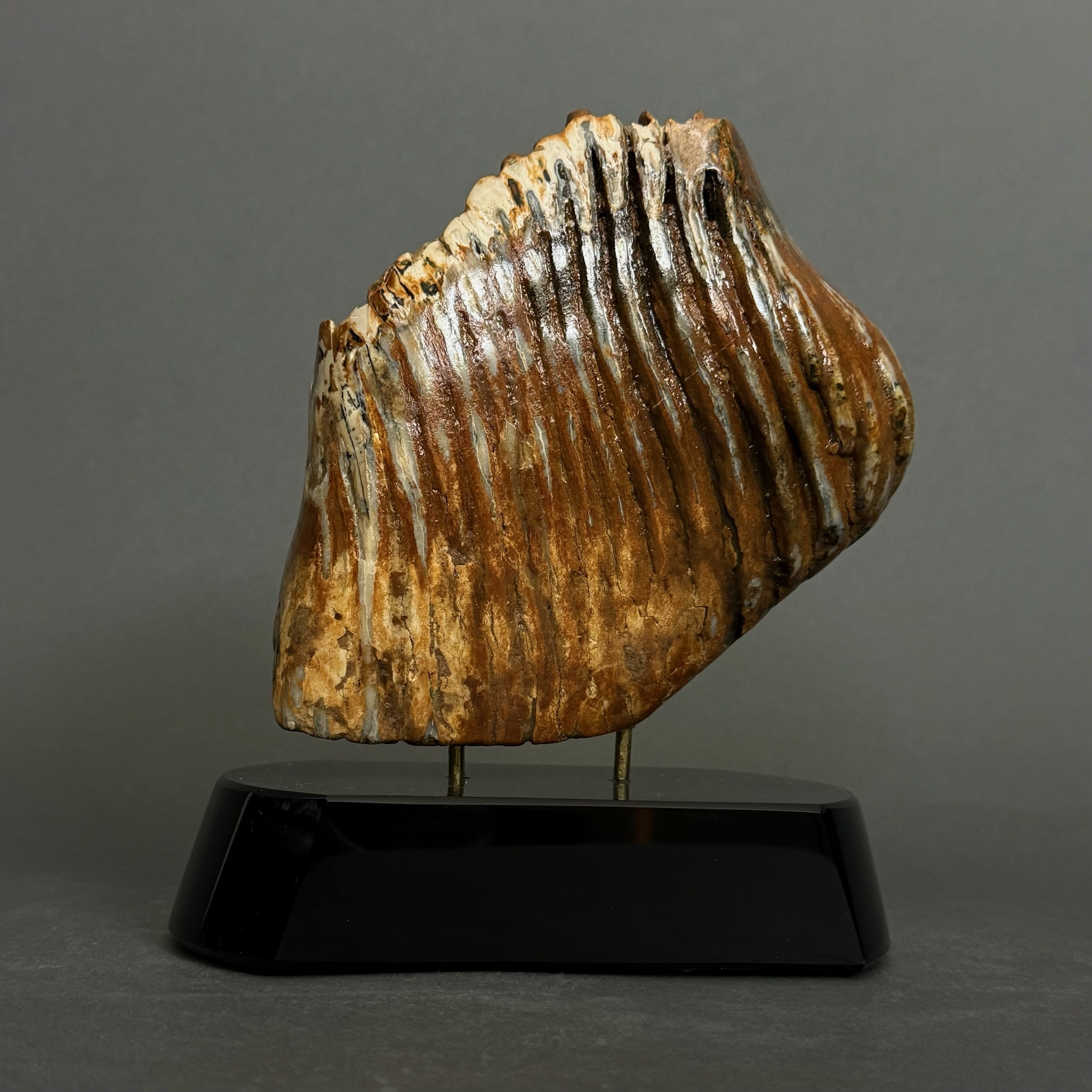 Mammoth Molar #067 - Fossil & Stone